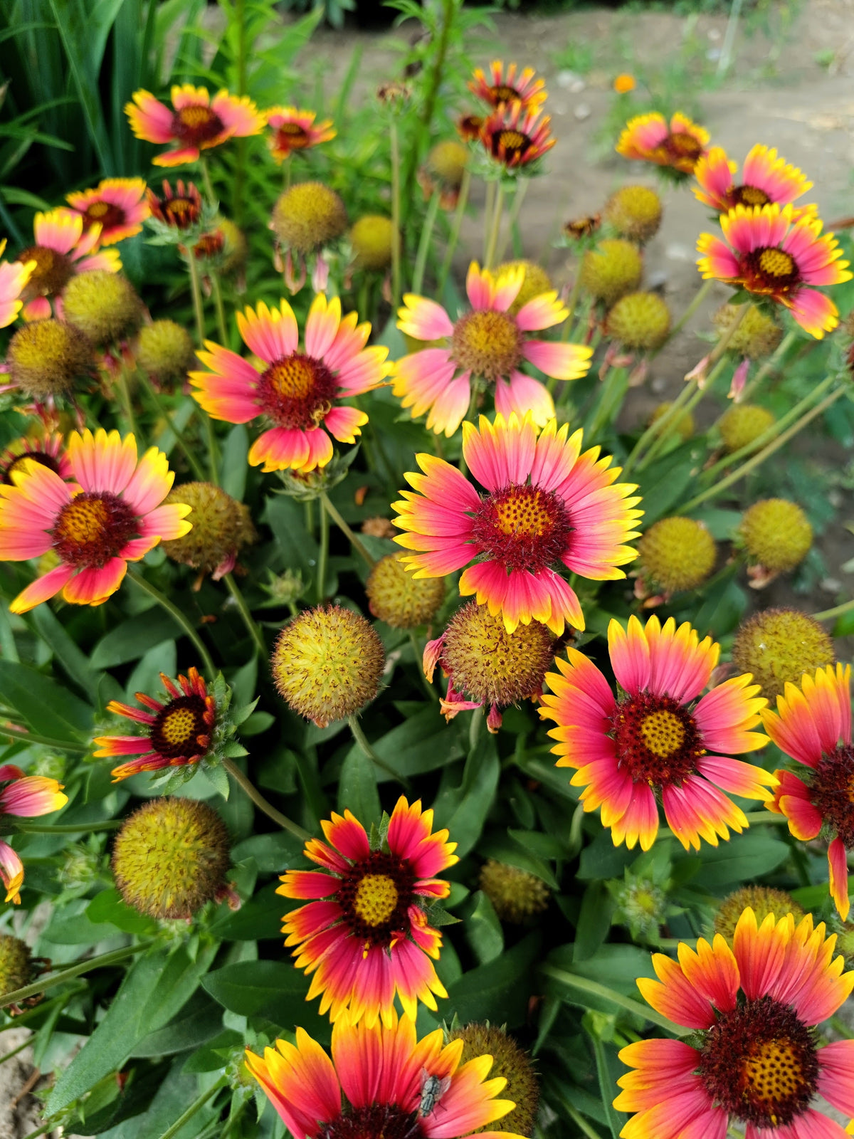 100 ARIZONA SUN GAILLARDIA Pulchella Indian Blanket Flower Seeds