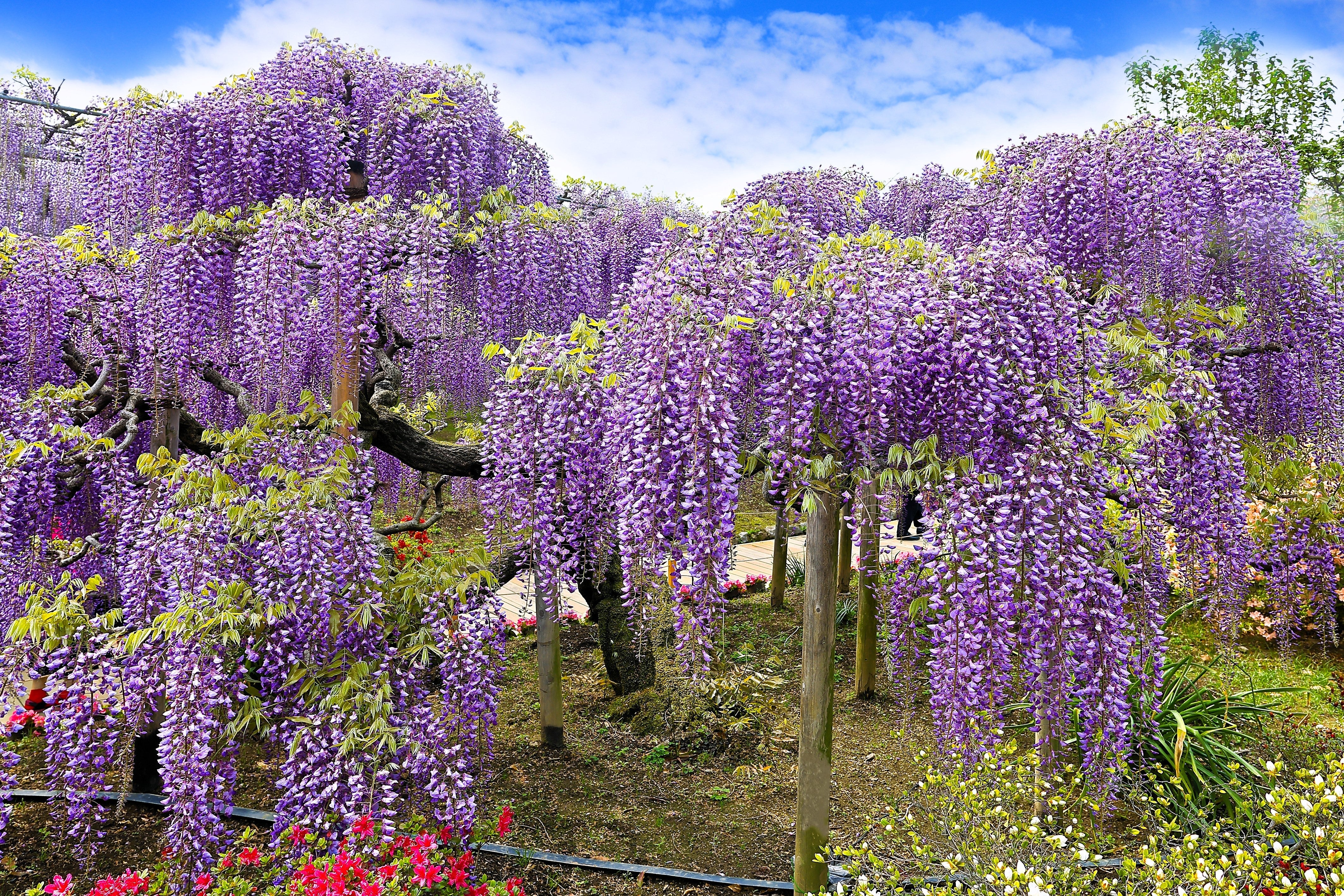 5 JAPANESE WISTERIA Floribunda Flower Purple Ornamental Vine Climber Seeds
