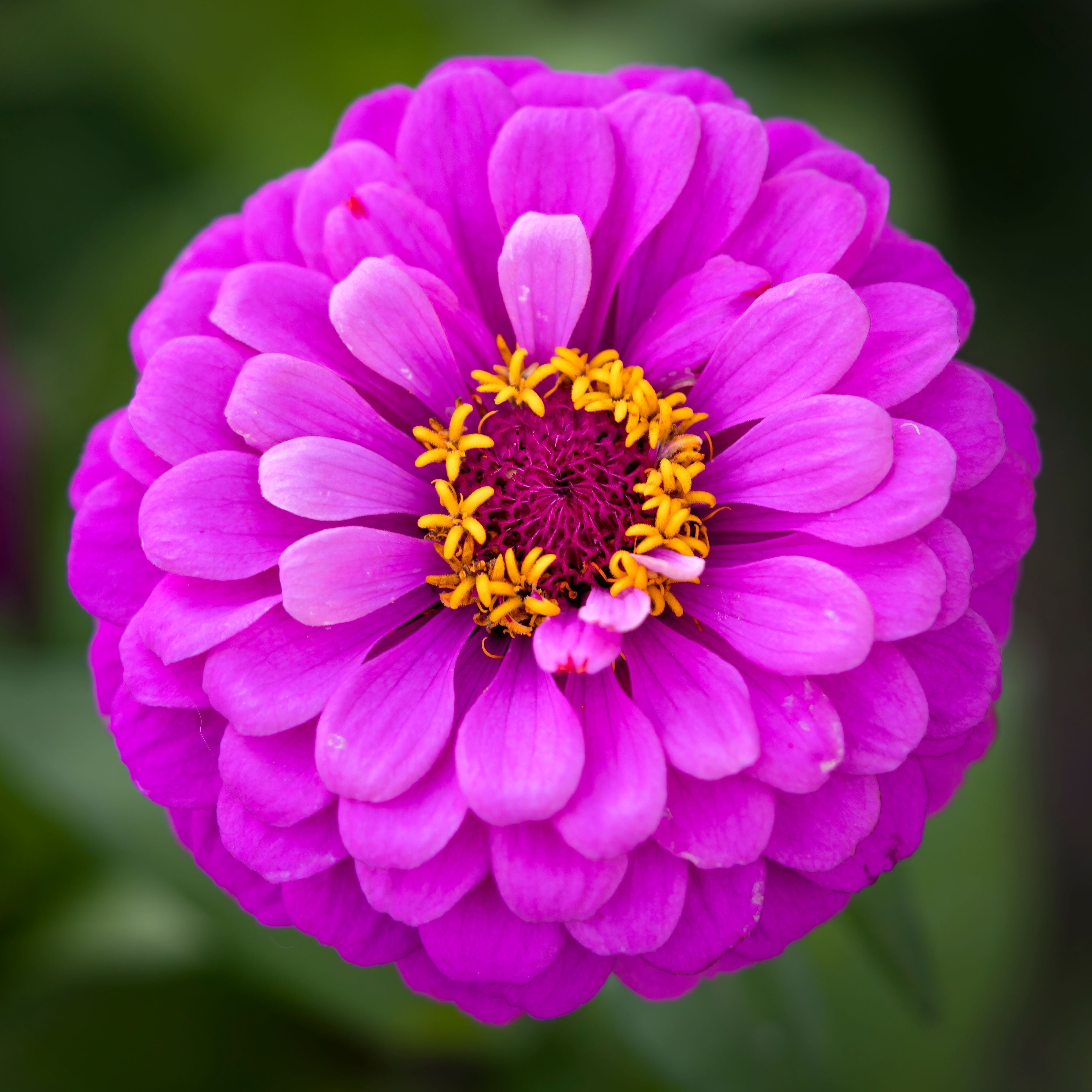 250 PURPLE PRINCE ZINNIA Elegans Flower Seeds