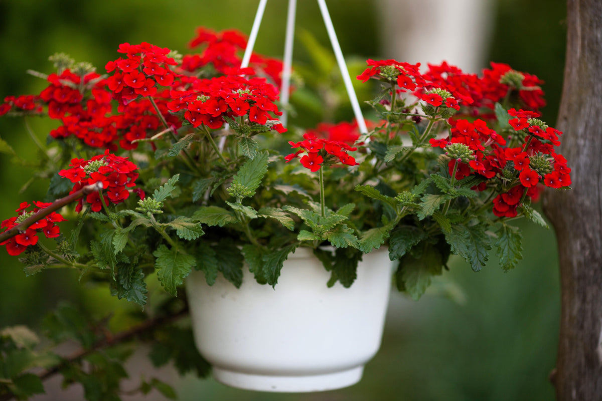 50 SCARLET VERBENA Red Nana Compacta Fragrant Flower Seeds