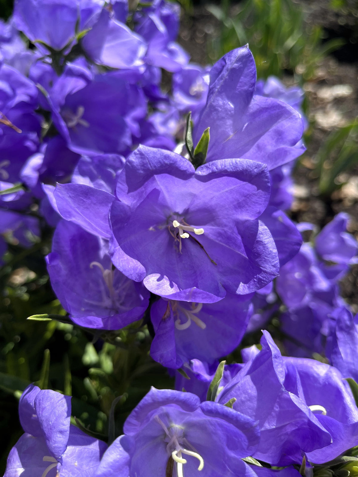 500 TELHAM BEAUTY BELLFLOWER Blue Peach Leaved Campanula Persicifolia Flower Seeds