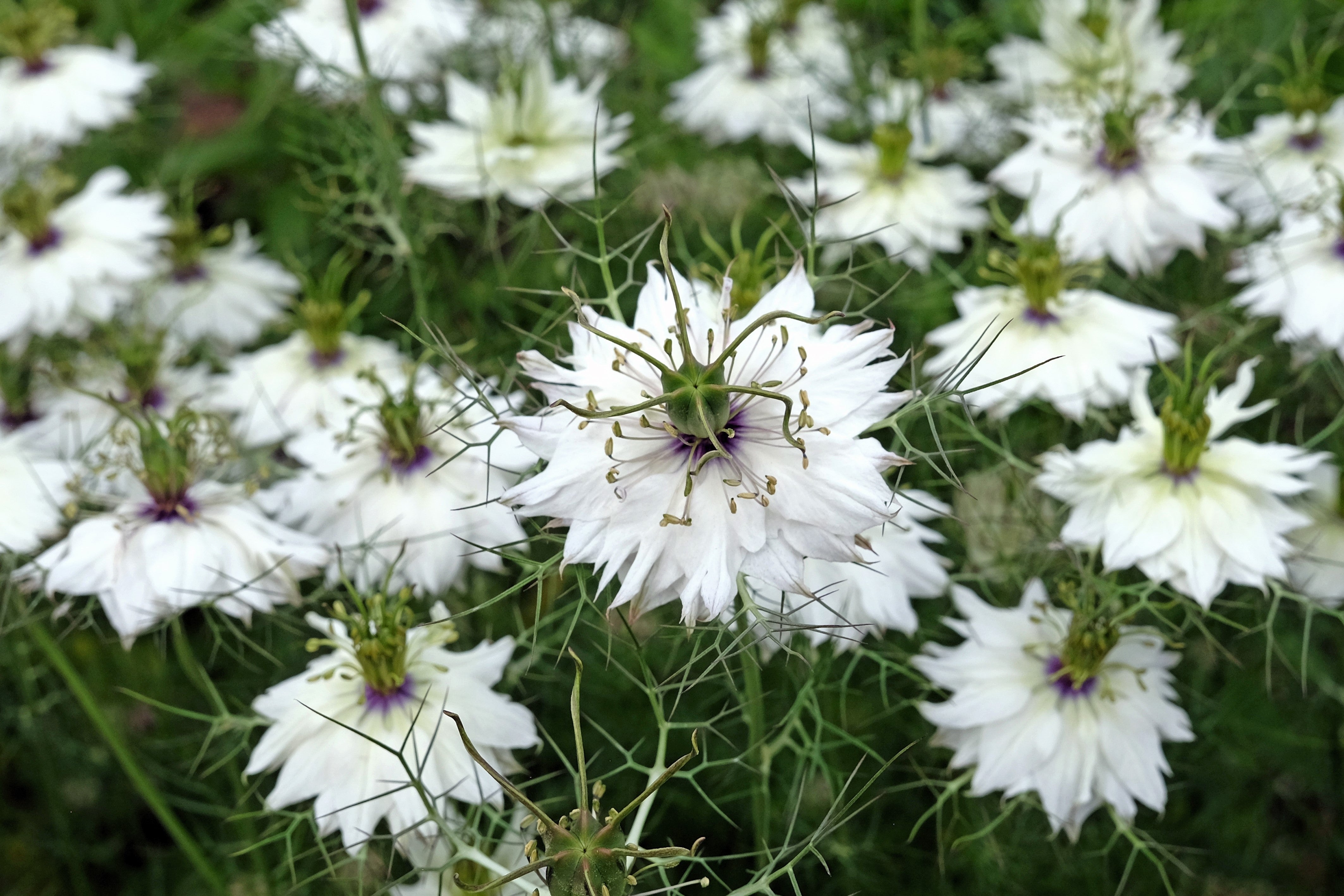 500 White LOVE IN A MIST ( Fennel Flower ) Nigella Damascena Flower Seeds