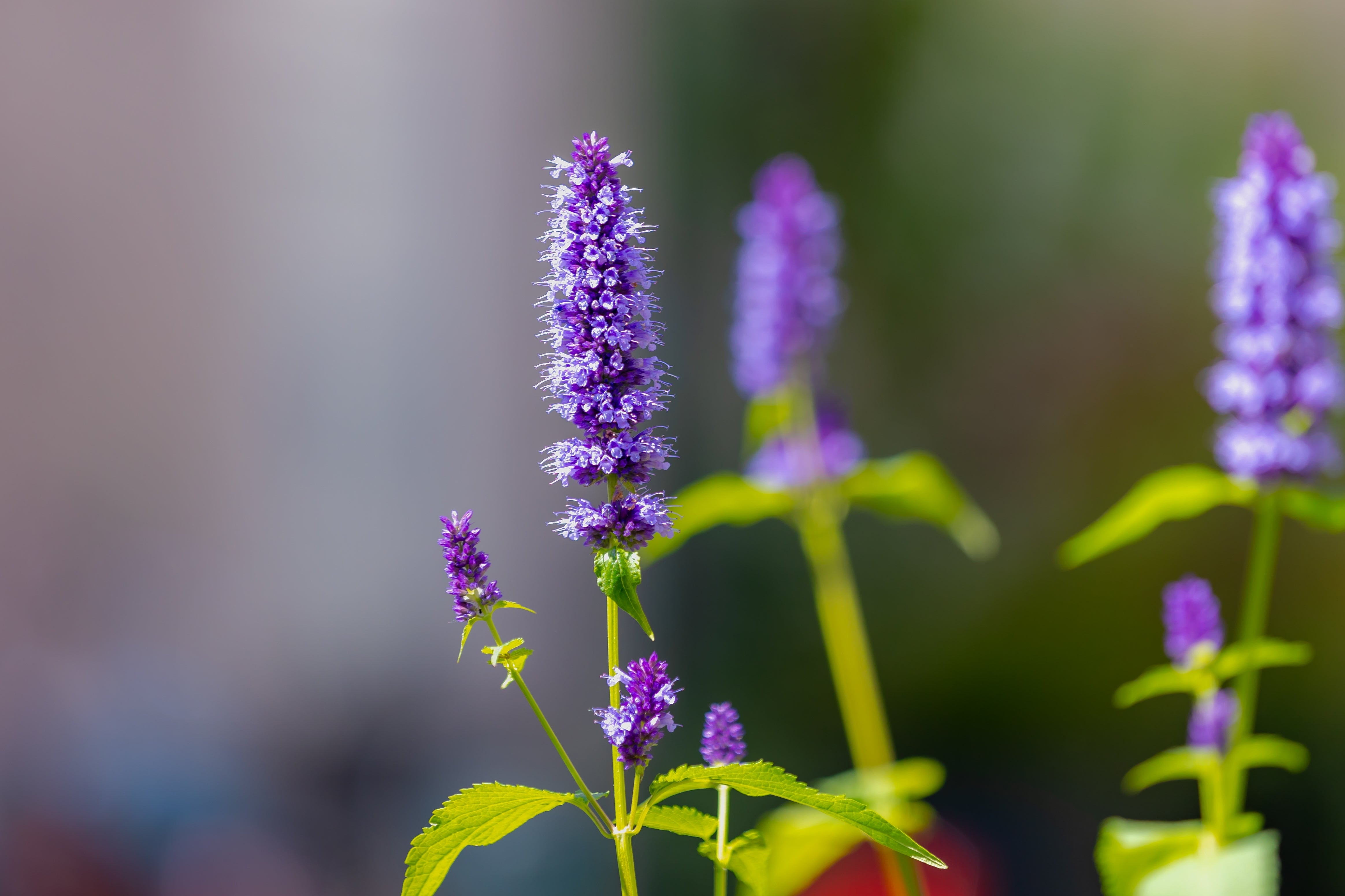 100 ORGANIC Superior LICORICE MINT Agastache Rugosa Korean Tea Herb Purple Flower Seeds