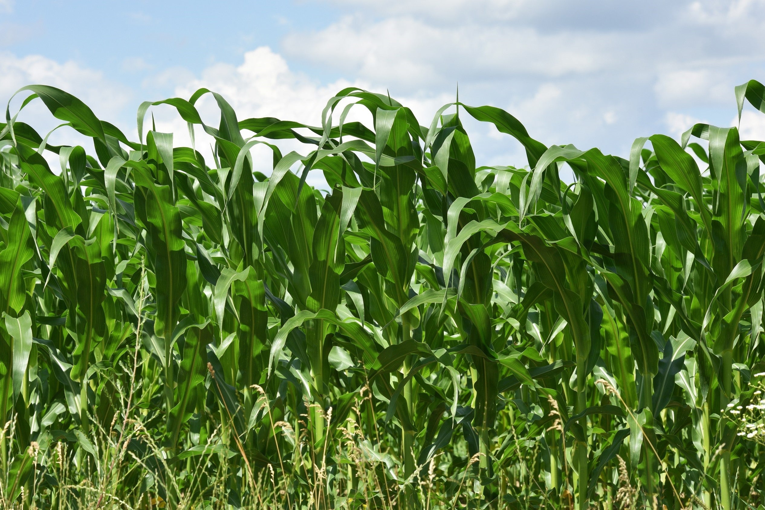 100 IOCHIEF Yellow SWEET CORN Aas Winner Zea Mays Vegetable Seeds