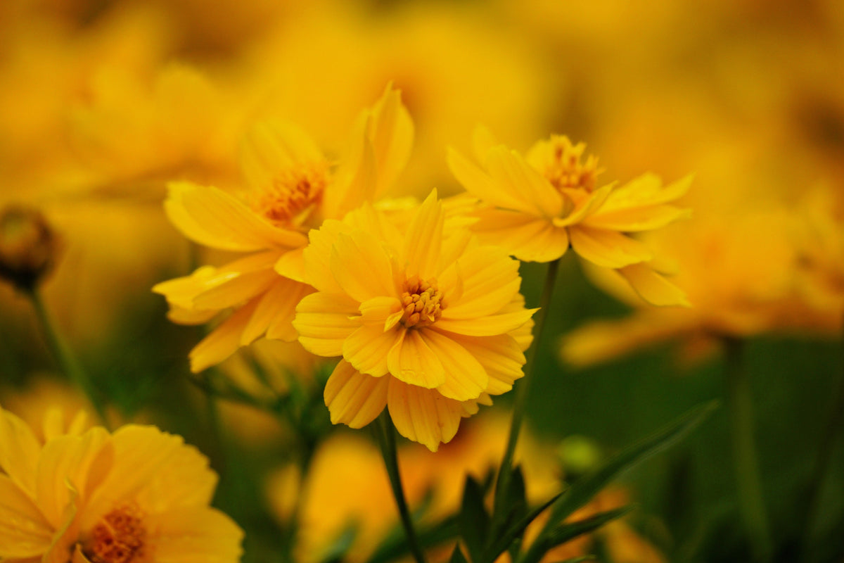 300 YELLOW SULPHUR COSMOS Bipinnatus Flower Seeds