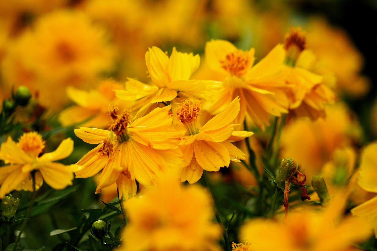 300 YELLOW SULPHUR COSMOS Bipinnatus Flower Seeds