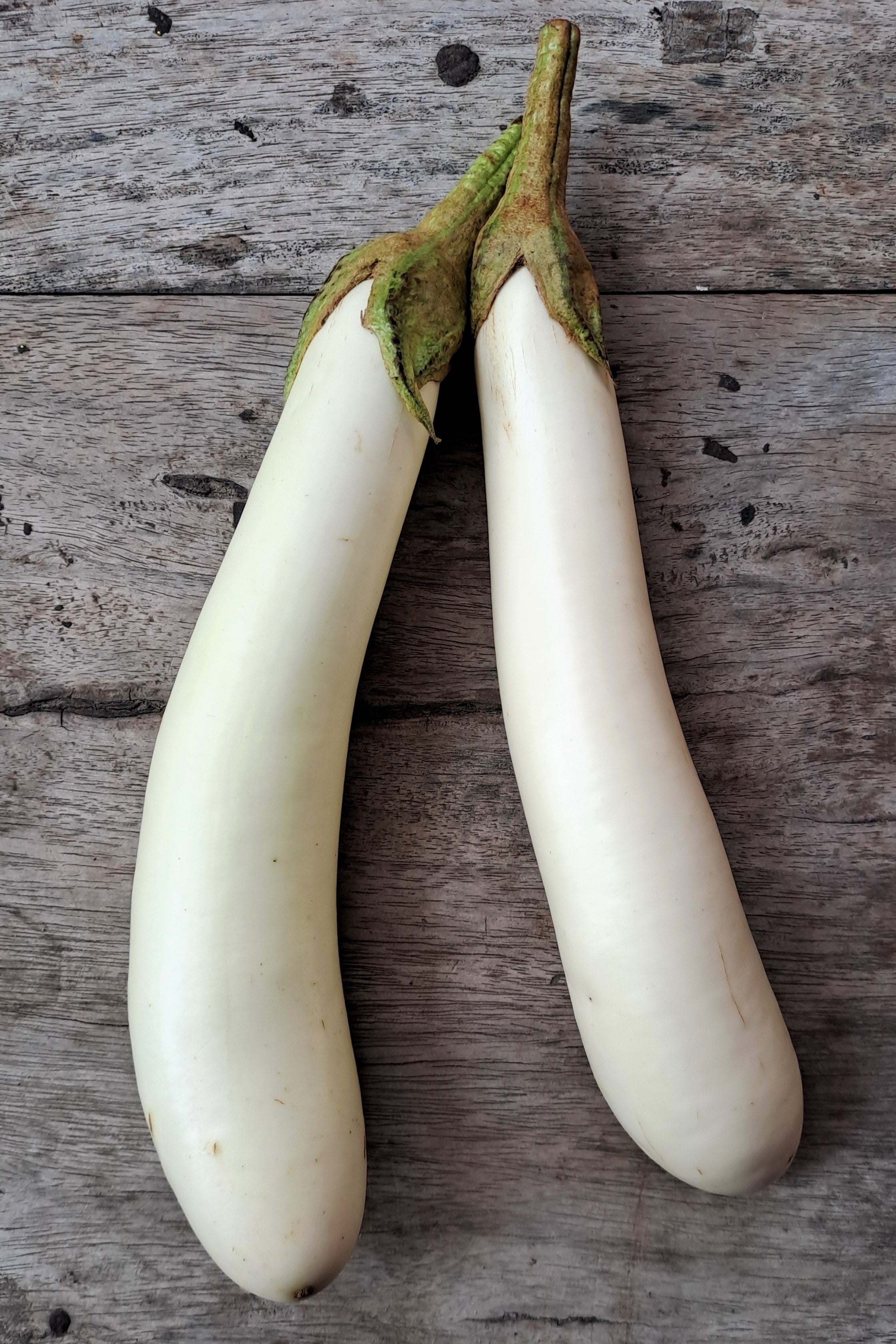 40 White Star FINGER FRUIT EGGPLANT Solanum Melongena Aubergine Fruit Vegetable Seeds