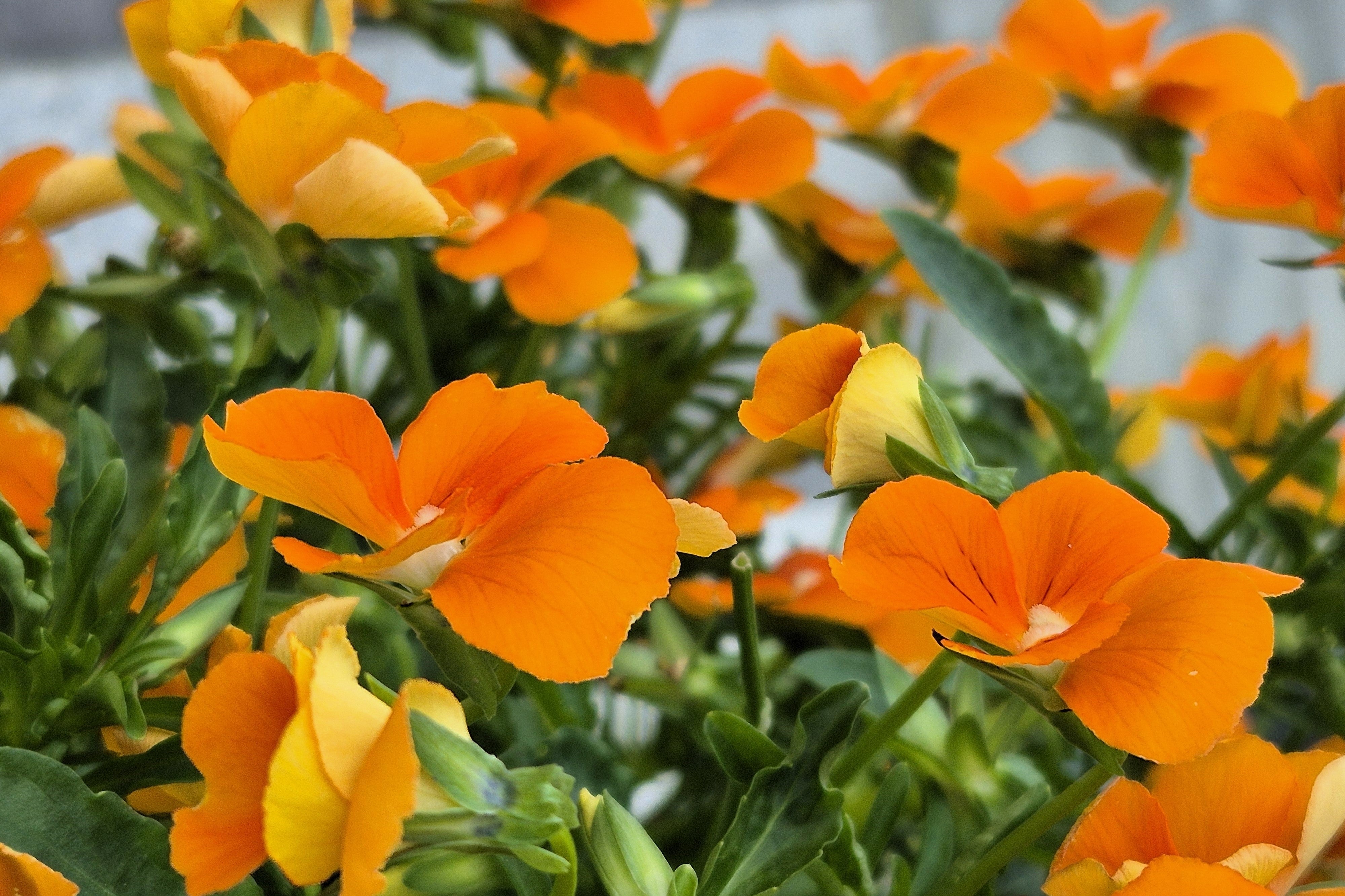 50 ORANGE SUN PANSY Swiss Giant Viola Wittrockiana Flower Seeds
