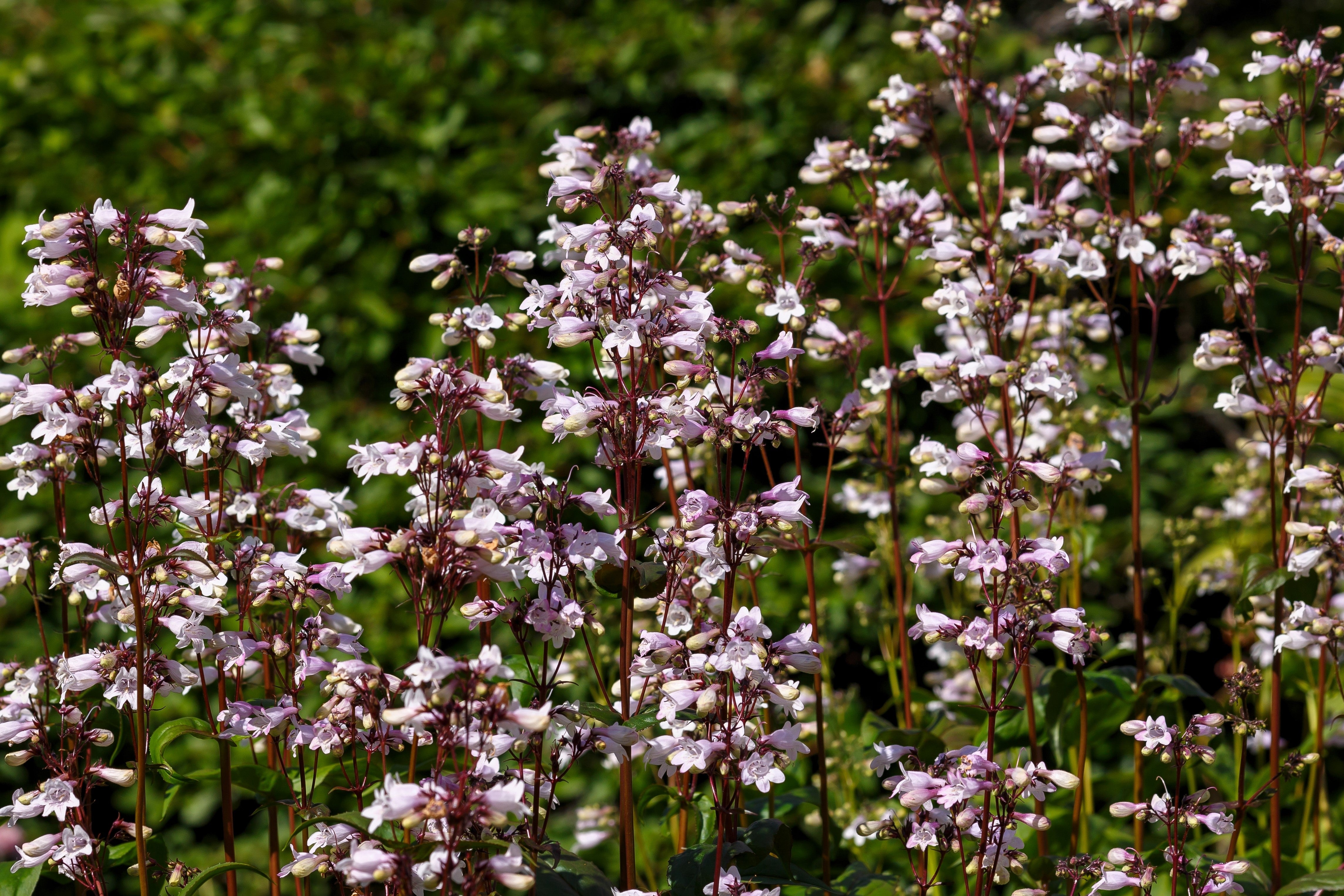 25 HUSKER RED PENSTEMON Digitalis Foxglove Beardtongue White Flower Seeds