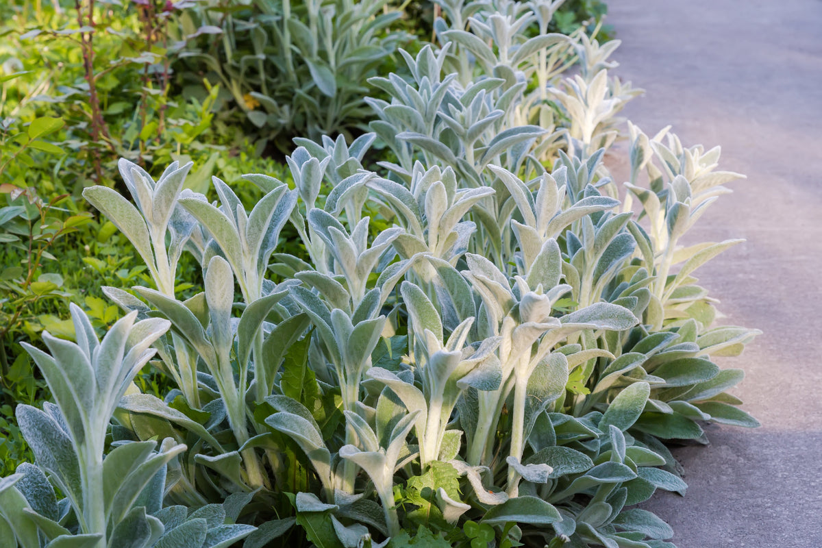 100 Wolly LAMBS EAR Stachys Byzantina Silvery Fuzzy Leaves Purple Flower Seeds