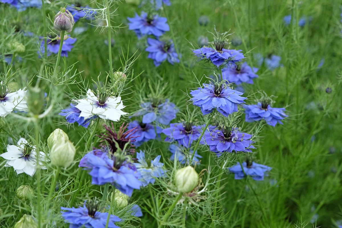 400 Blue & White LOVE IN A MIST Nigella Damascena Fennel Flower Seeds