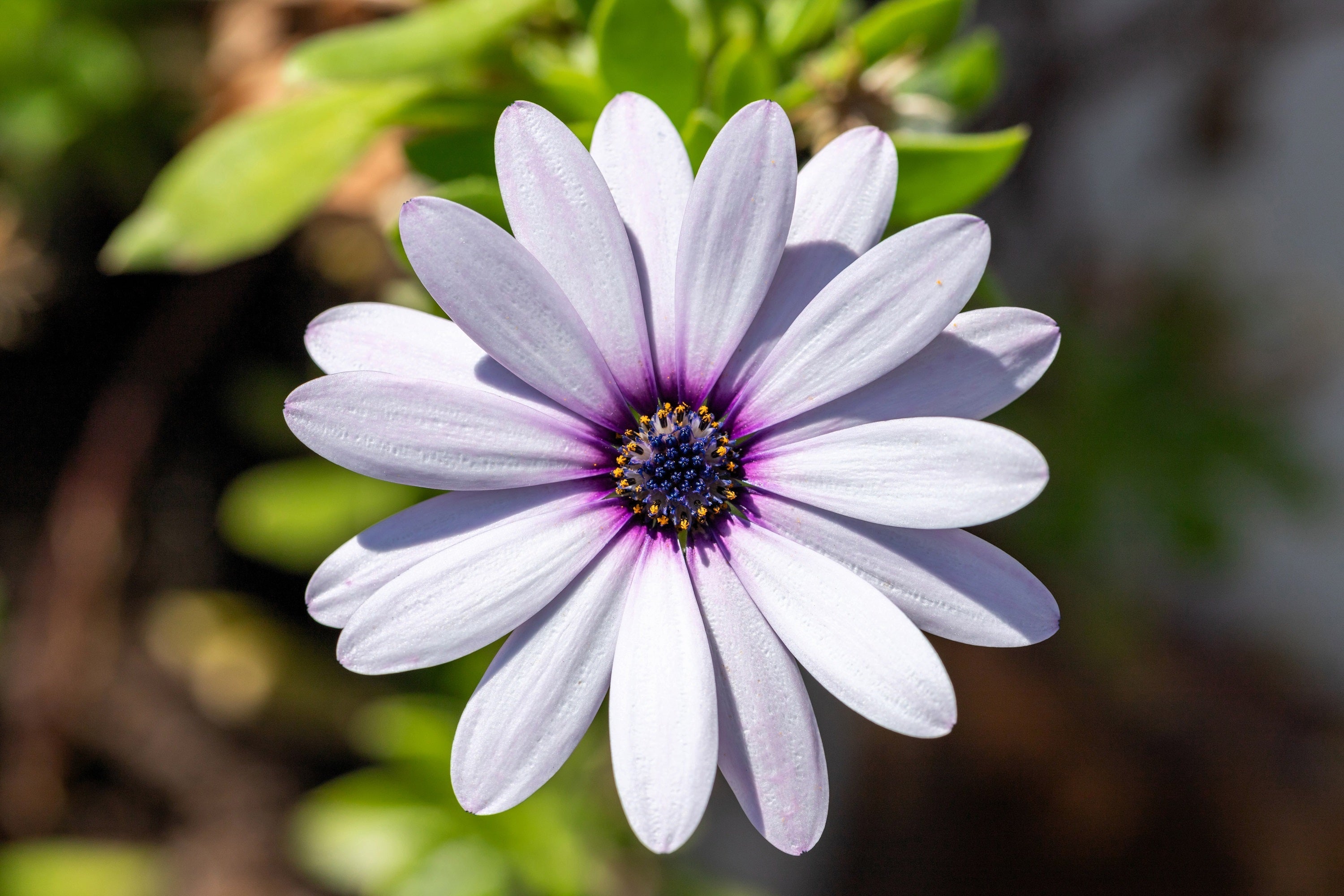 50 WHITE AFRICAN Cape DAISY Dimorphotheca Sinuata Flower Seeds