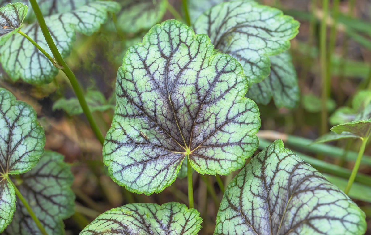 50 HEUCHERA Americana CORAL BELLS Dale's Strain American Alumroot Flower Seeds