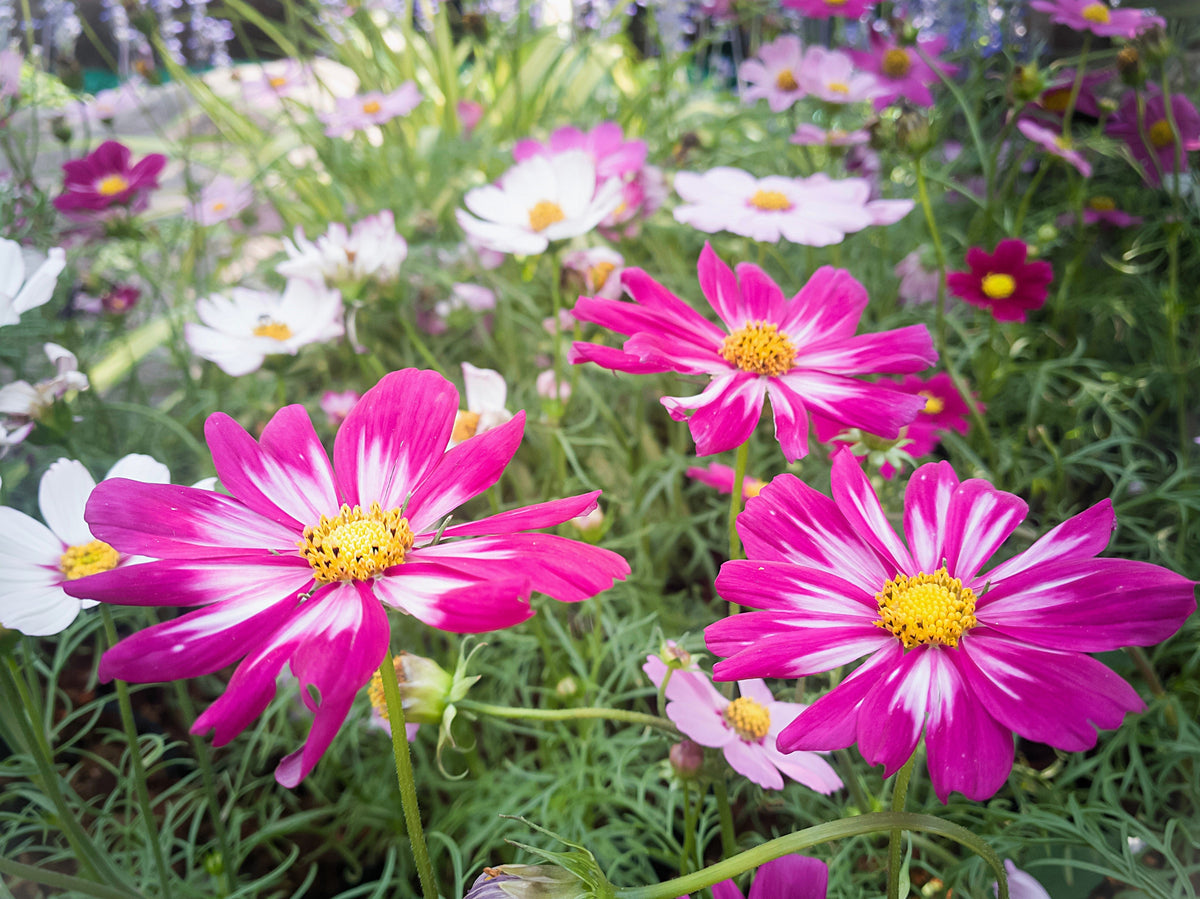 300 CANDY STRIPE COSMOS Bipinnatus Pink White Flower Seeds