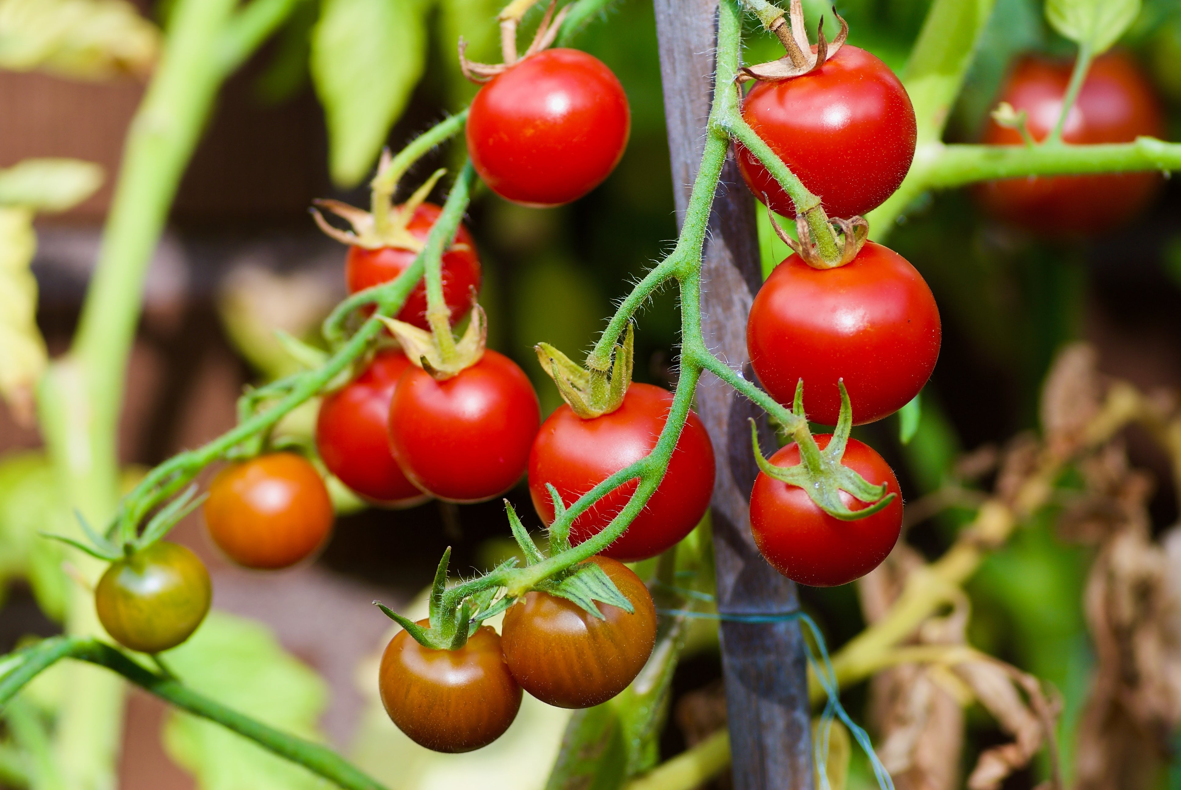 500 BULK Dwarf Cherry TOMATO TINY TIM Solanum Lycoperscium Red Fruit Seeds