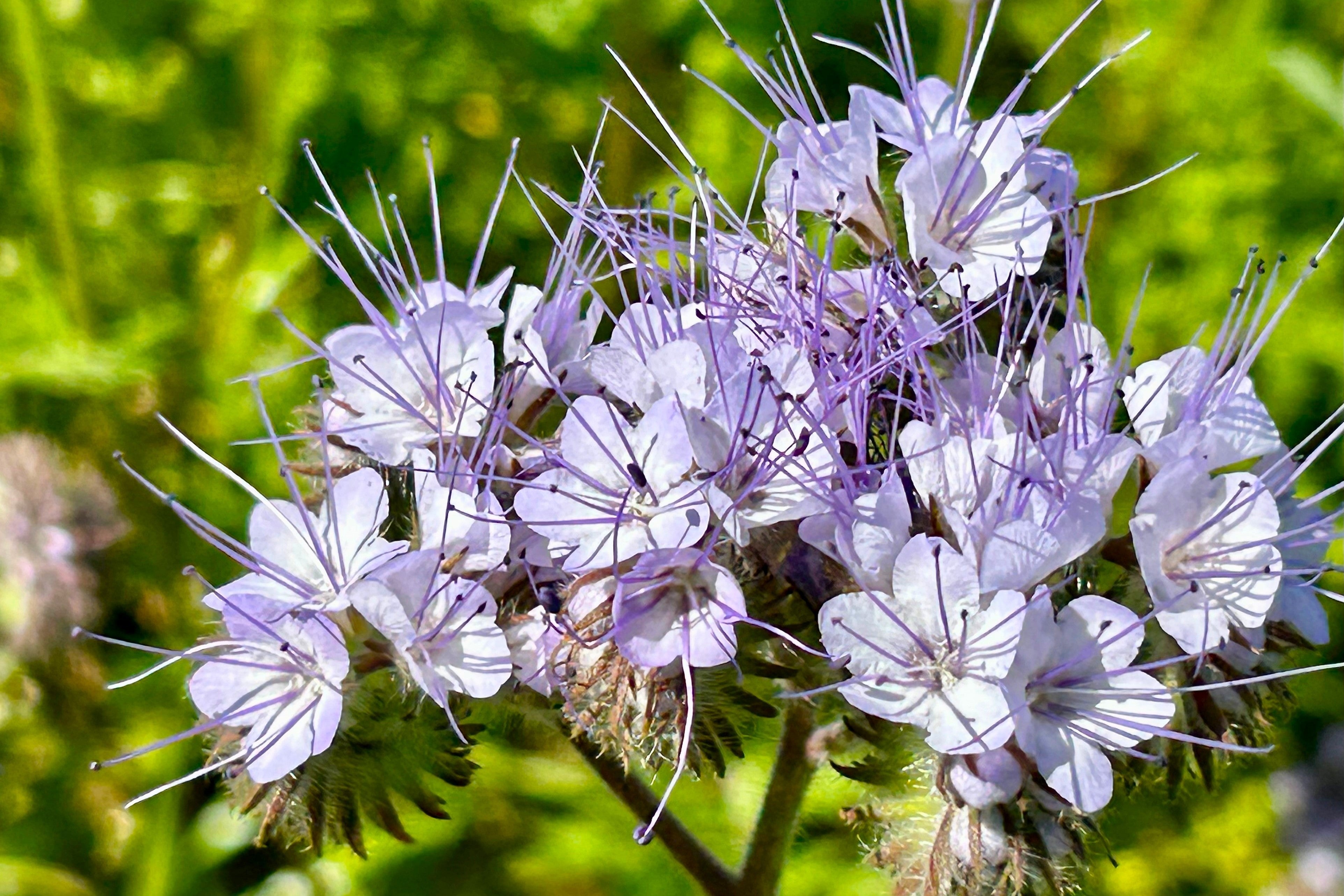 300 PURPLE TANSY Lacy Fiddleneck Phacelia Tanacetifolia Flower Seeds