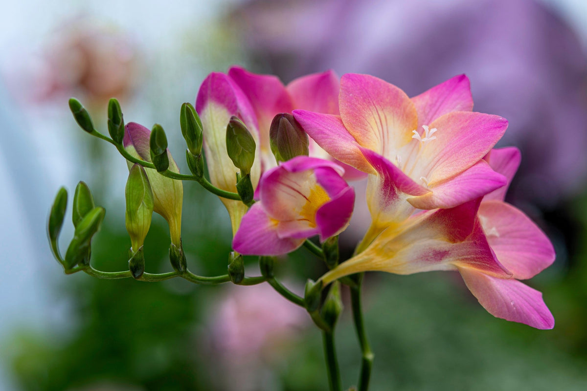 5 ROYAL CHAMPION Mix FREESIA Mixed Colors Pink Blue Purple Yellow Red Orange Flower Seeds
