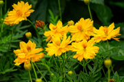 300 YELLOW SULPHUR COSMOS Bipinnatus Flower Seeds