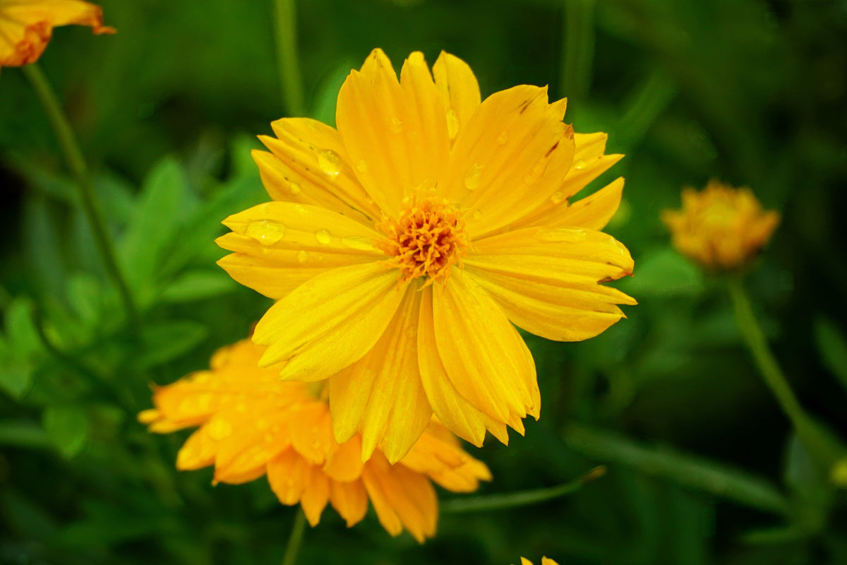 300 YELLOW SULPHUR COSMOS Bipinnatus Flower Seeds