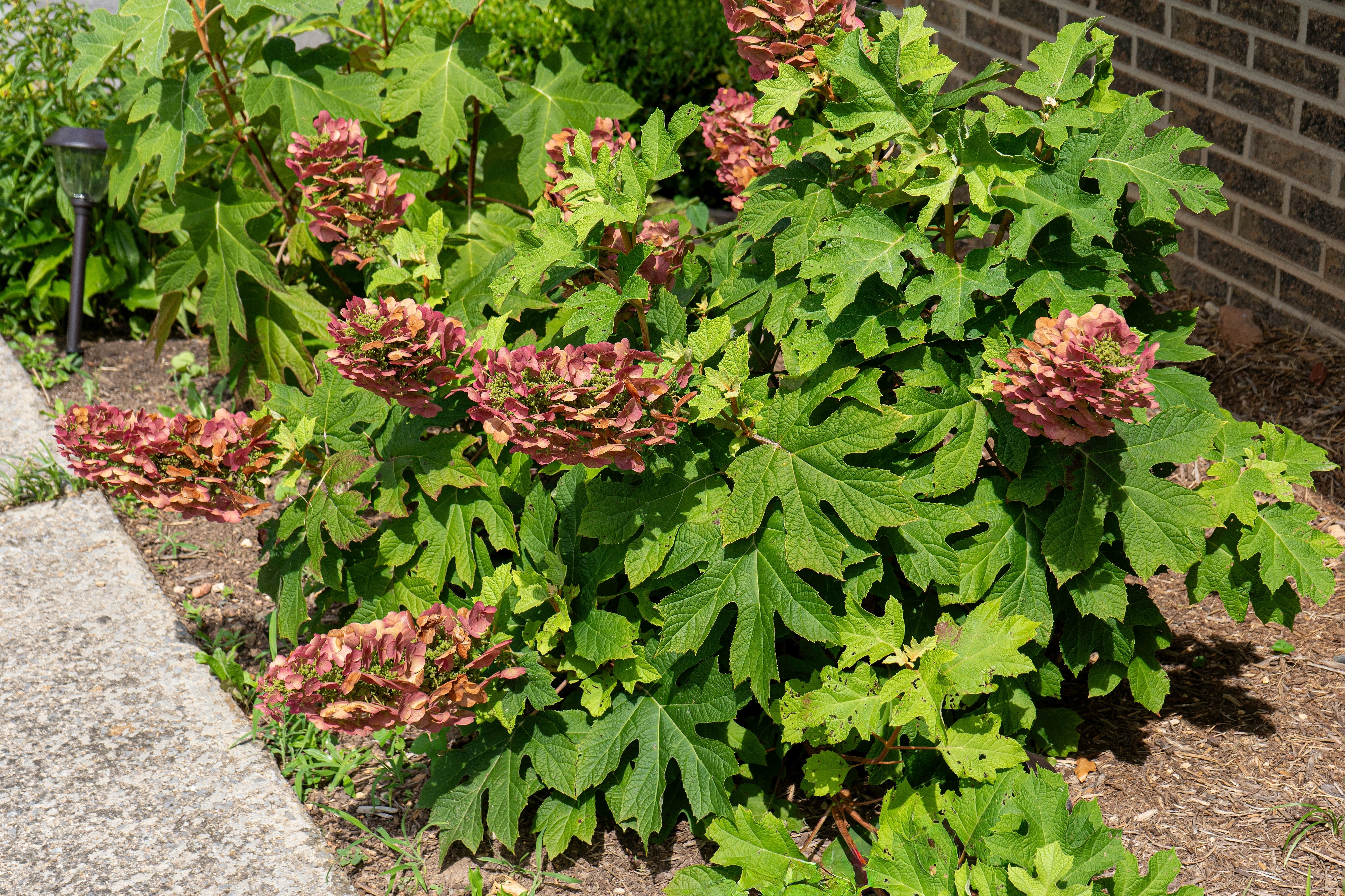 40 White OAK LEAF HYDRANGEA Quercifolia Shrub Flower Seeds