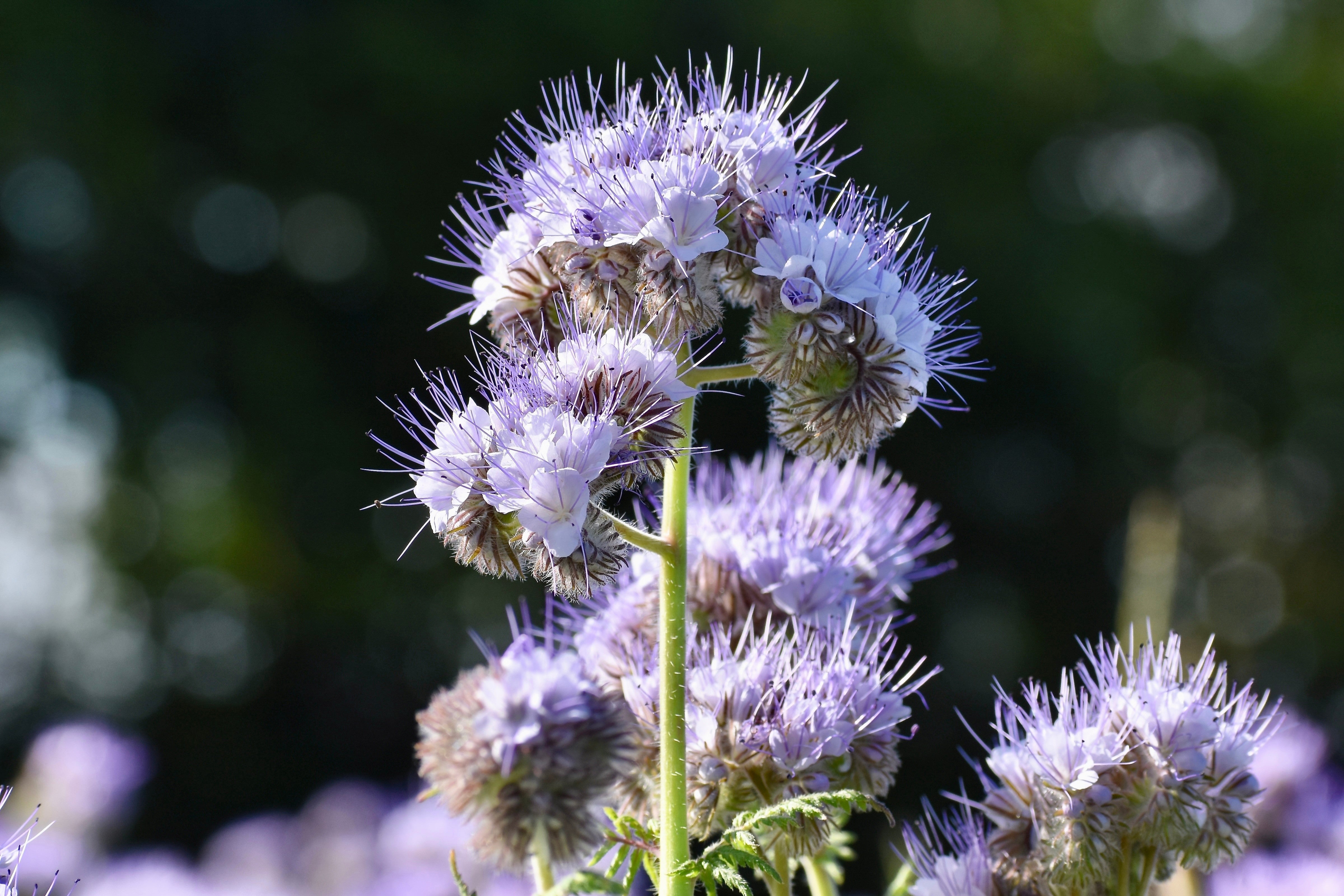 300 PURPLE TANSY Lacy Fiddleneck Phacelia Tanacetifolia Flower Seeds