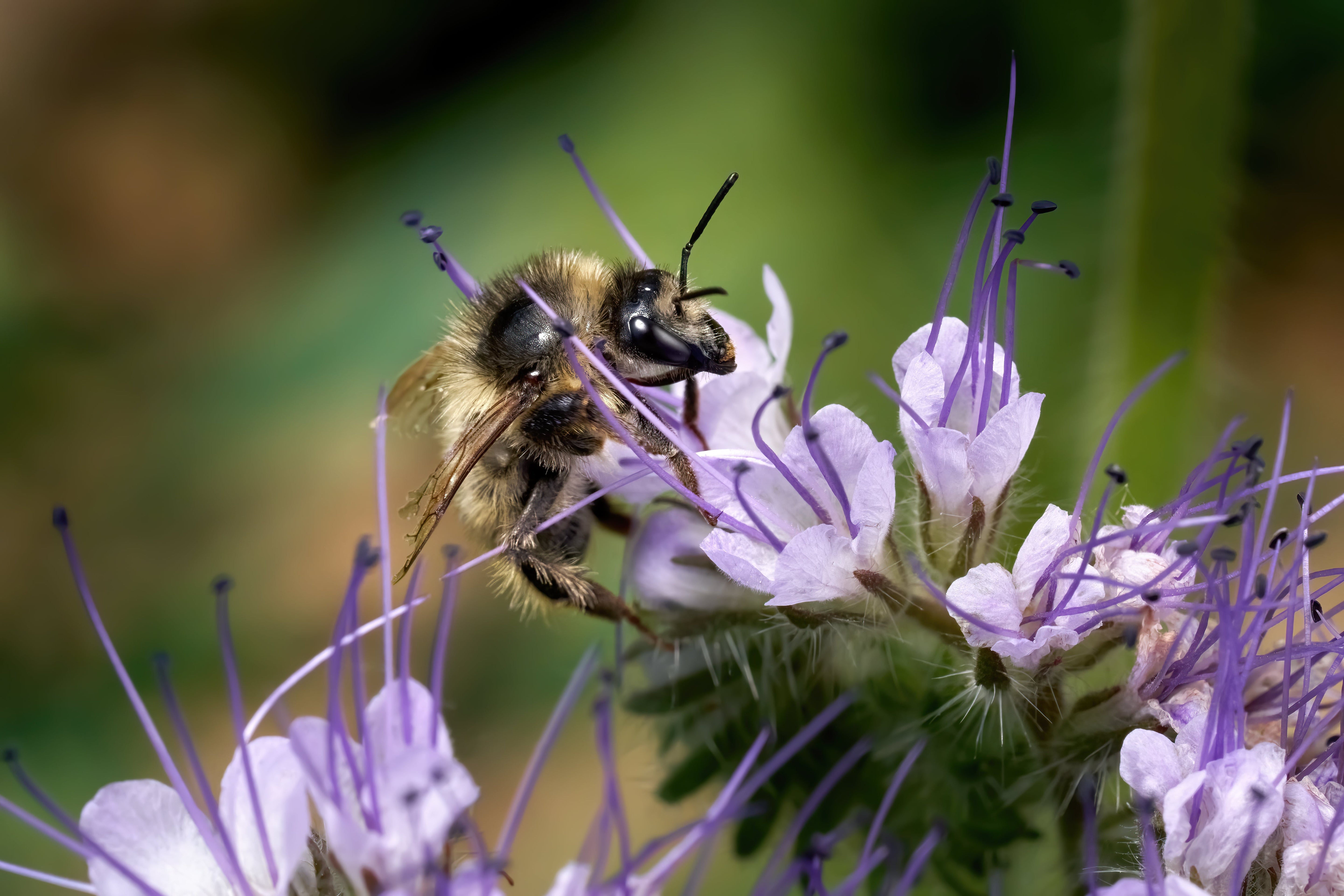 300 PURPLE TANSY Lacy Fiddleneck Phacelia Tanacetifolia Flower Seeds