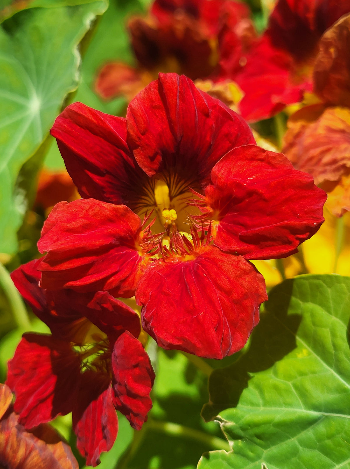 25 Dwarf RED EMPRESS NASTURTIUM Tropaeolum Nanum Hummingbird Flower Seeds