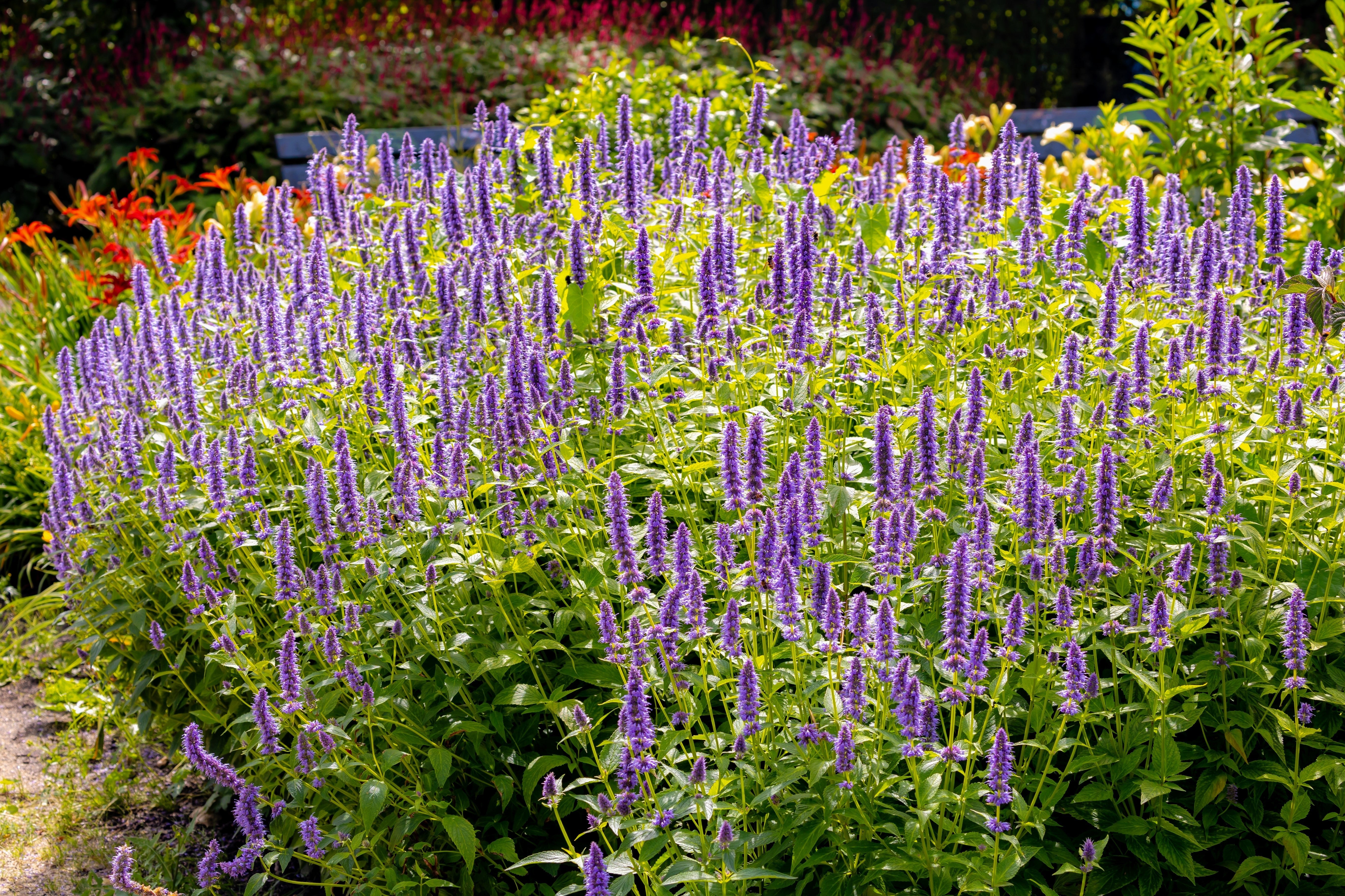 100 ORGANIC Superior LICORICE MINT Agastache Rugosa Korean Tea Herb Purple Flower Seeds