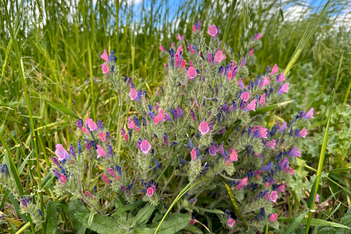 25 ROSE VIPER'S BUGLOSS Pink Echium Plantagineum Rose Bedder Flower Seeds