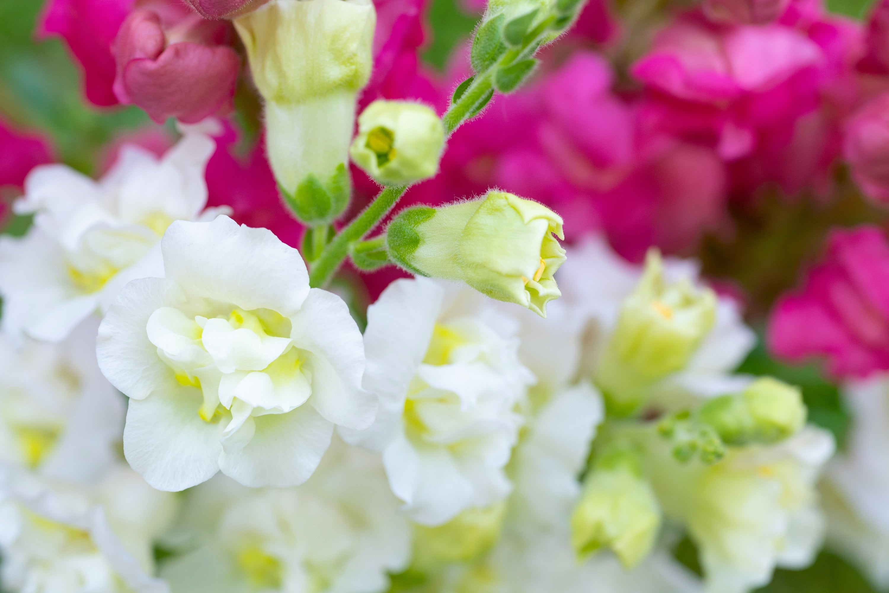 25 Double MADAME BUTTERFLY SNAPDRAGON Mixed Colors Antirrhinum Majus Flower Seeds