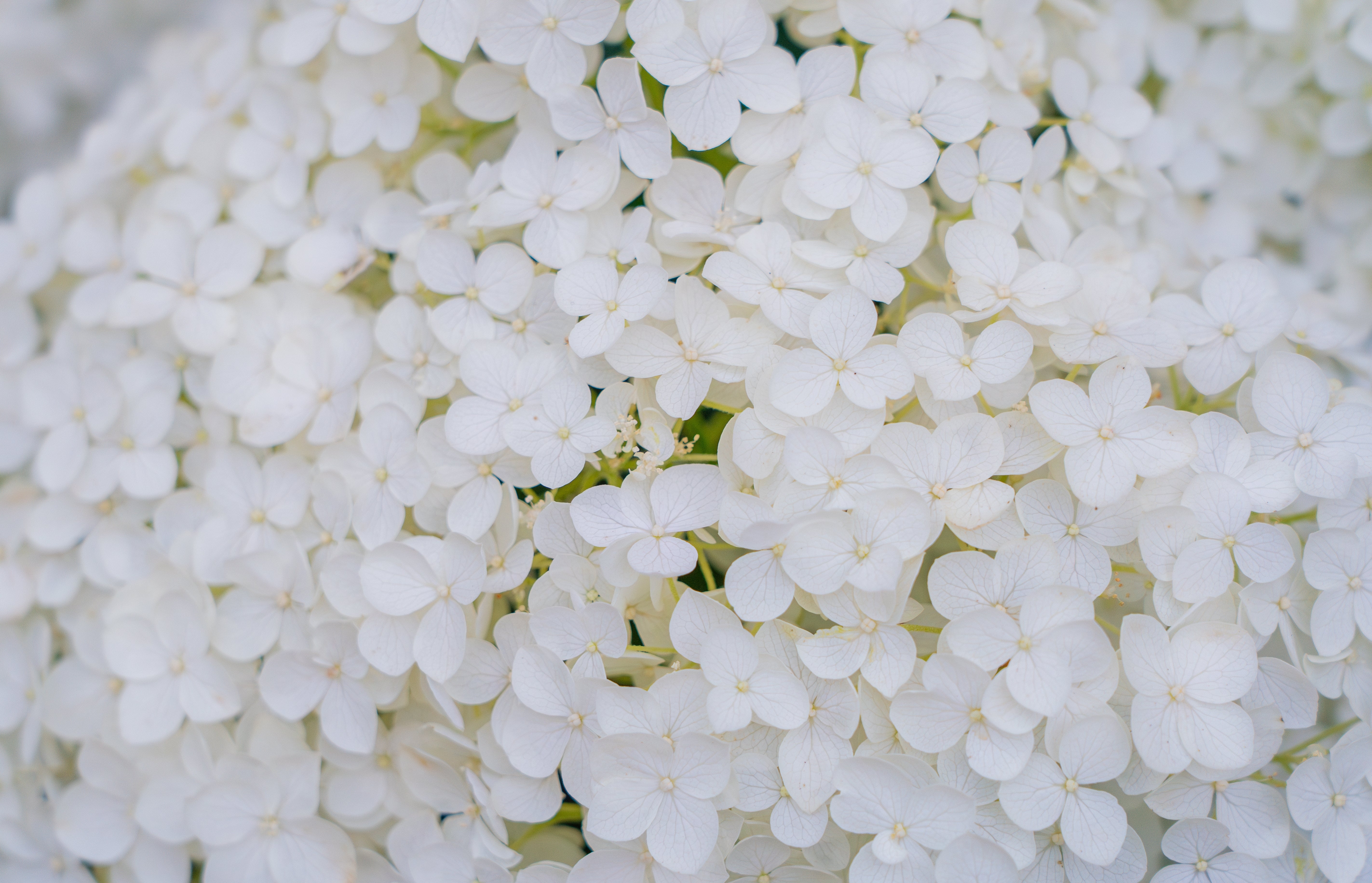 50 PEE GEE HYDRANGEA Paniculata Peegee Panicle White Pink Flower Shrub Seeds