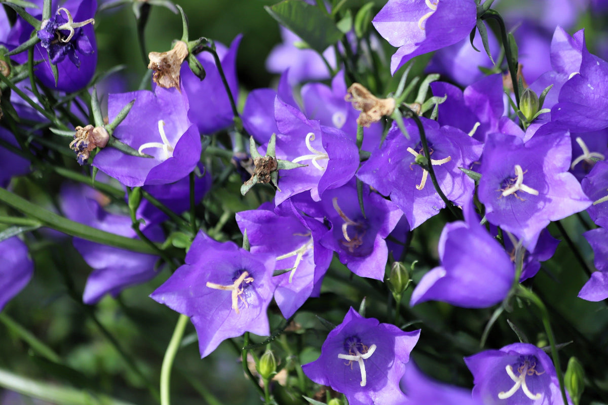 500 TELHAM BEAUTY BELLFLOWER Blue Peach Leaved Campanula Persicifolia Flower Seeds