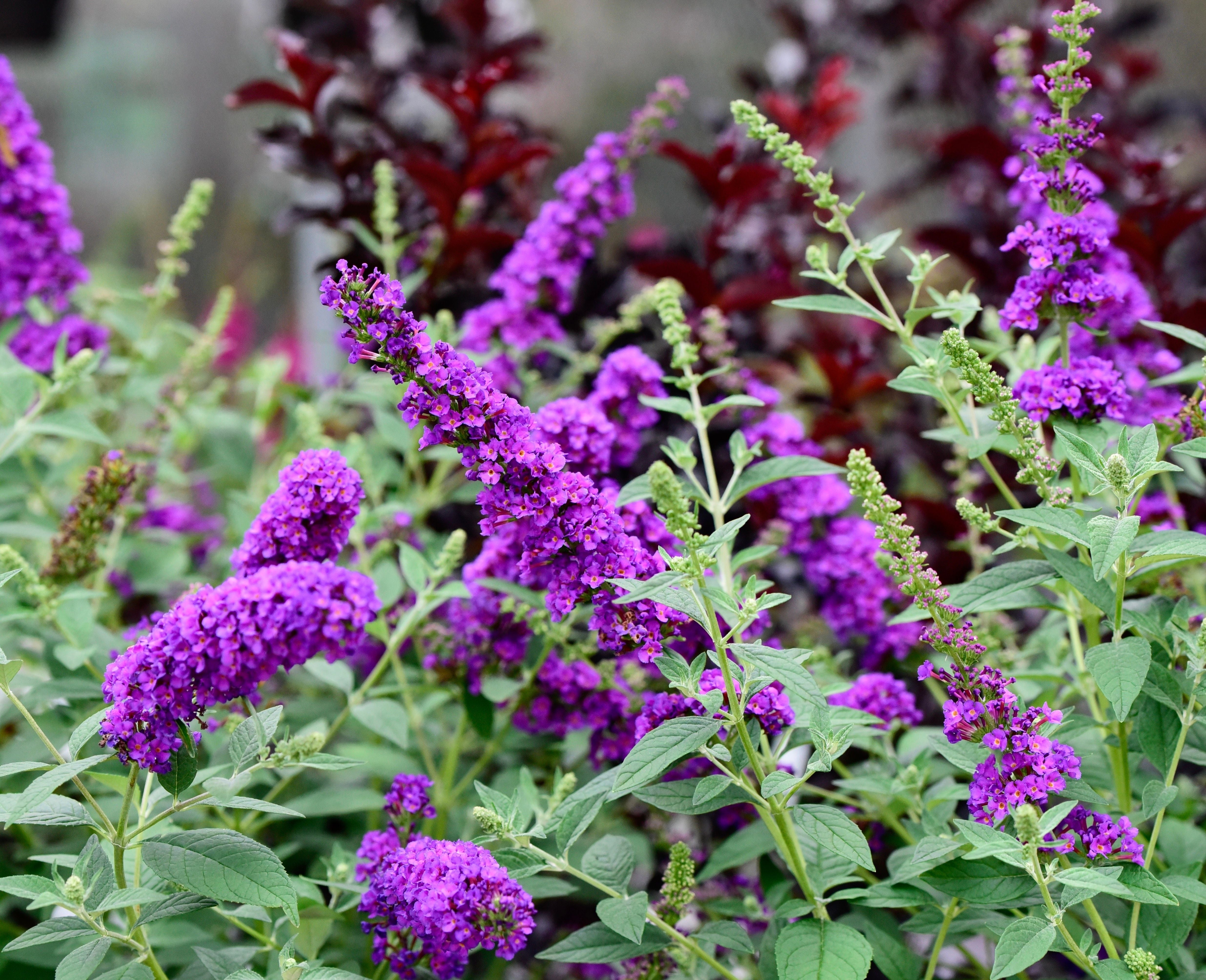50 VIOLET BUTTERFLY BUSH Buddleja Davidii Purple Flower Seeds