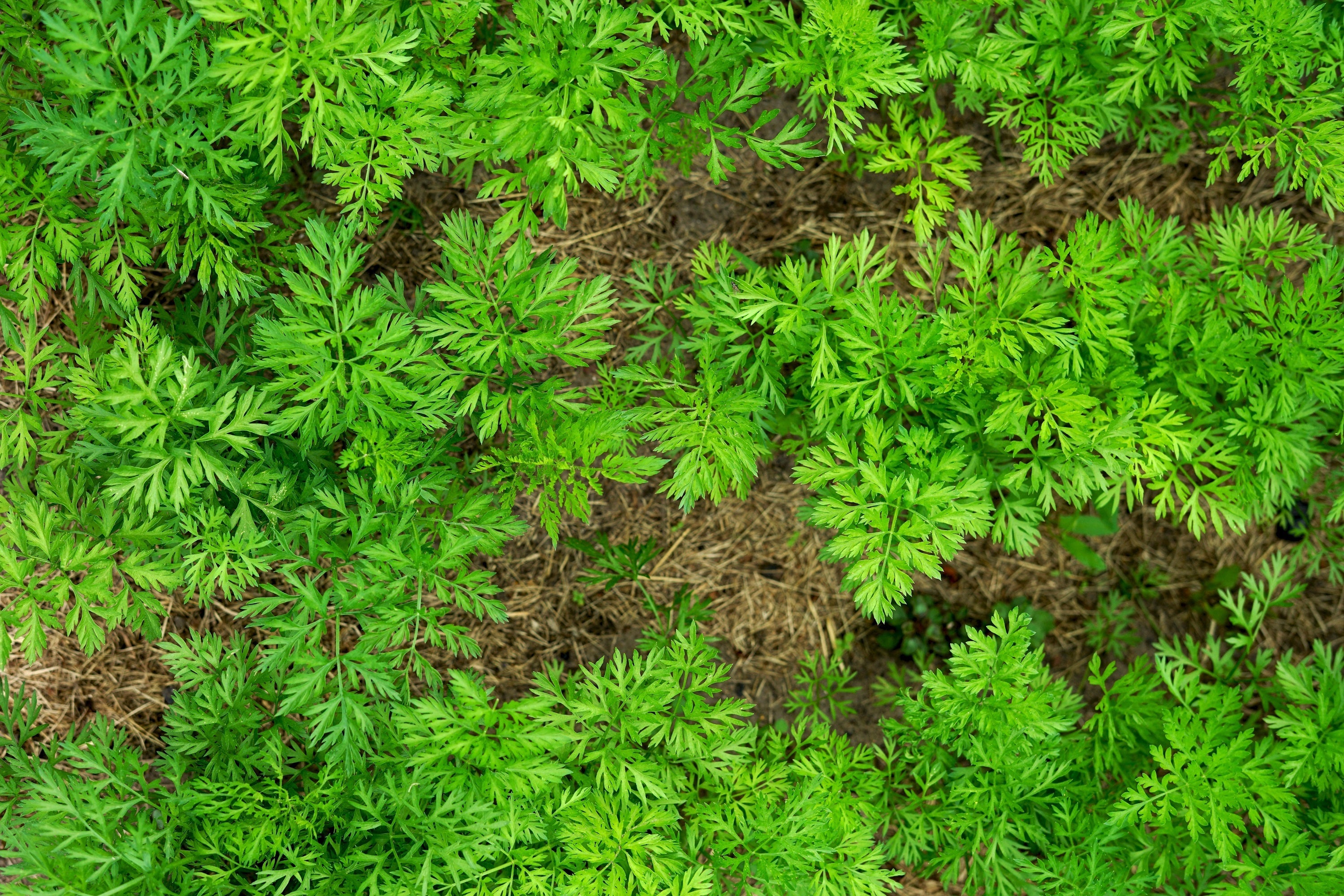 300 BLACK NEBULA CARROT Daucus Carota Root Vegetable Seeds