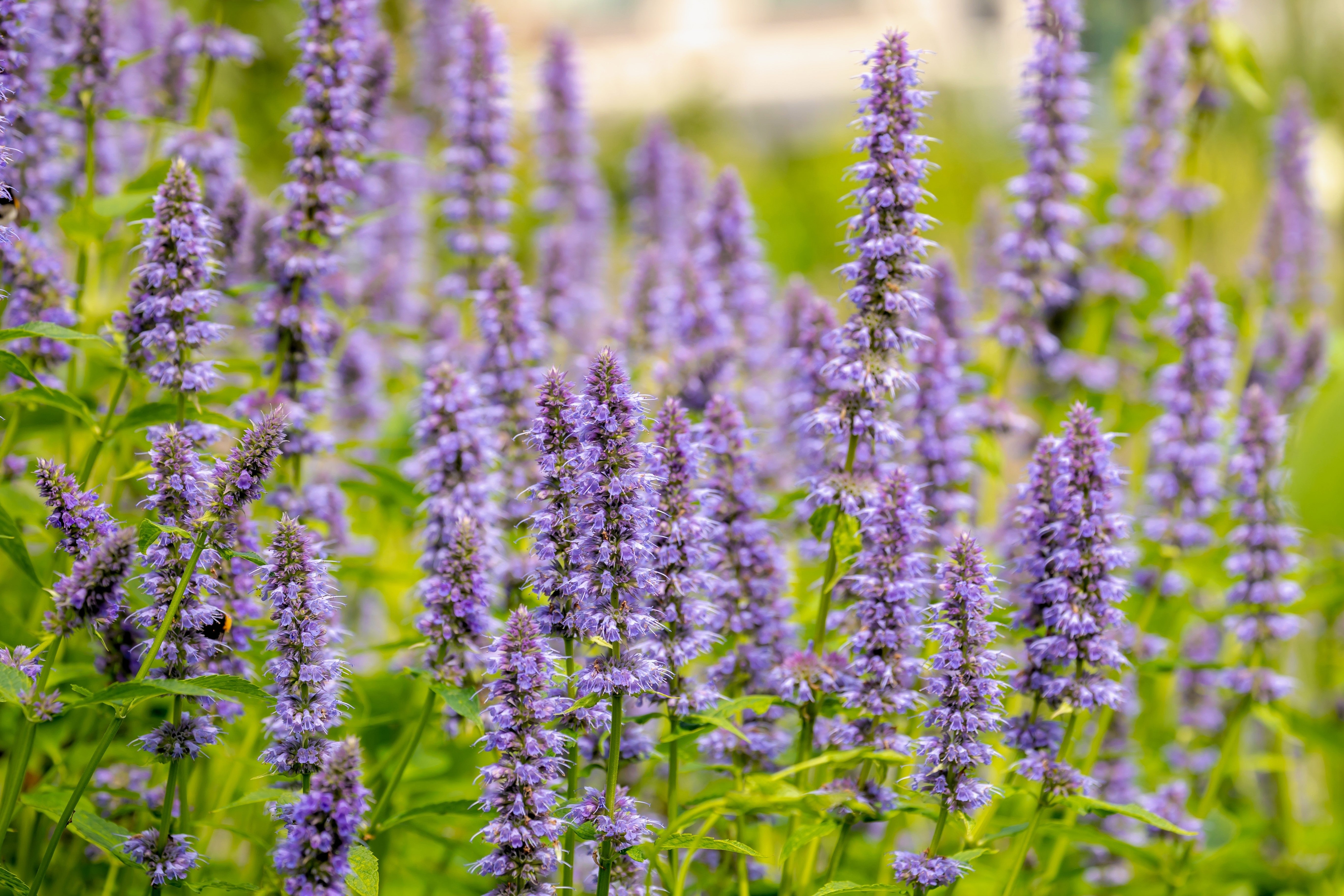 100 ORGANIC Superior LICORICE MINT Agastache Rugosa Korean Tea Herb Purple Flower Seeds