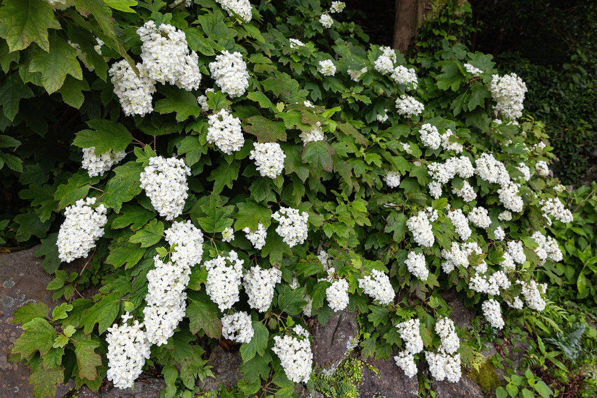 40 White OAK LEAF HYDRANGEA Quercifolia Shrub Flower Seeds