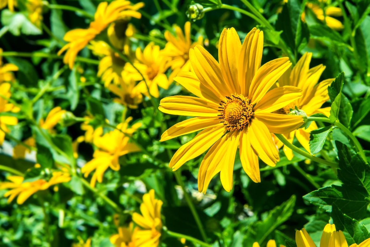 25 YELLOW Torch MEXICAN SUNFLOWER Tithonia Speciosa Flower Seeds