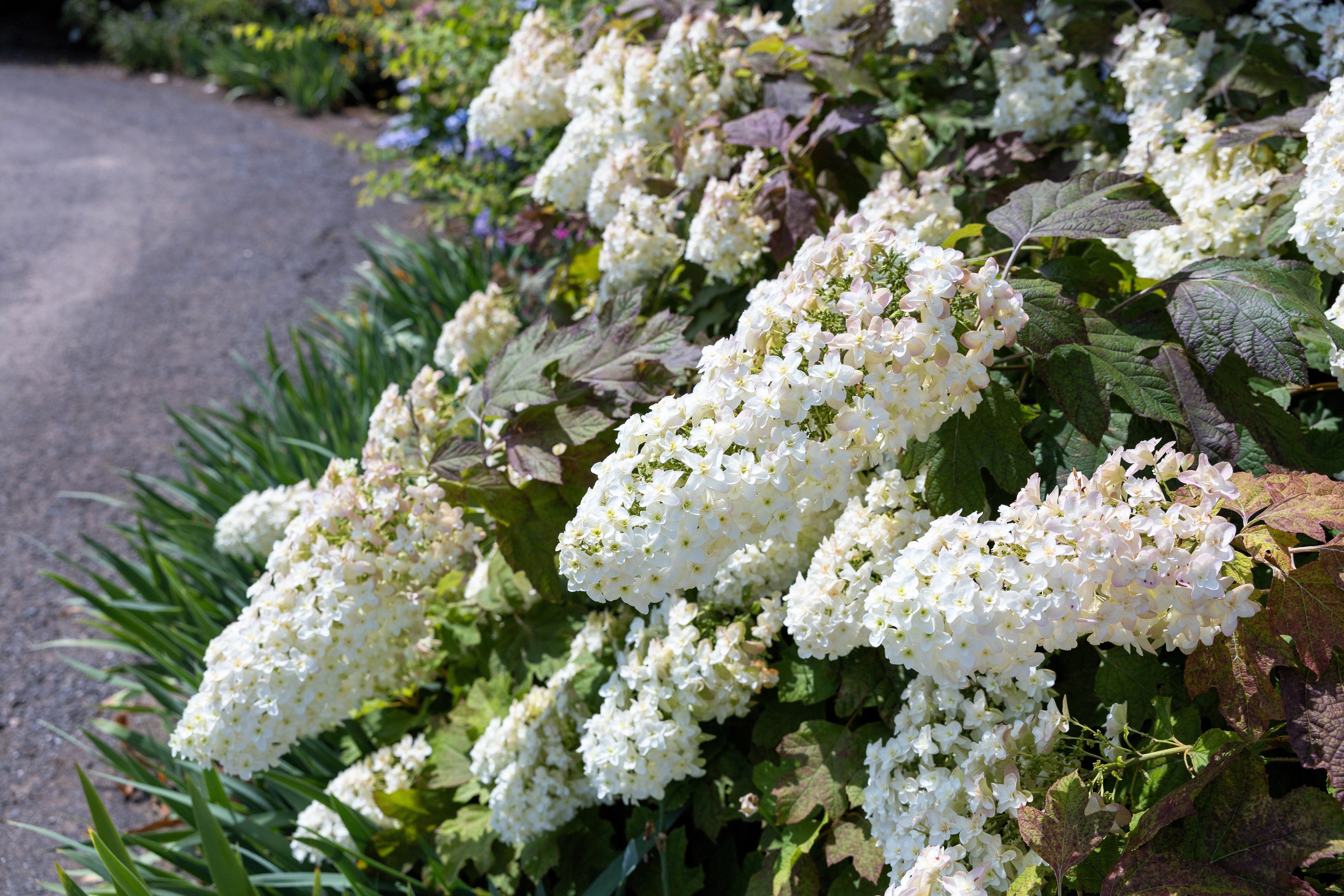 40 White OAK LEAF HYDRANGEA Quercifolia Shrub Flower Seeds