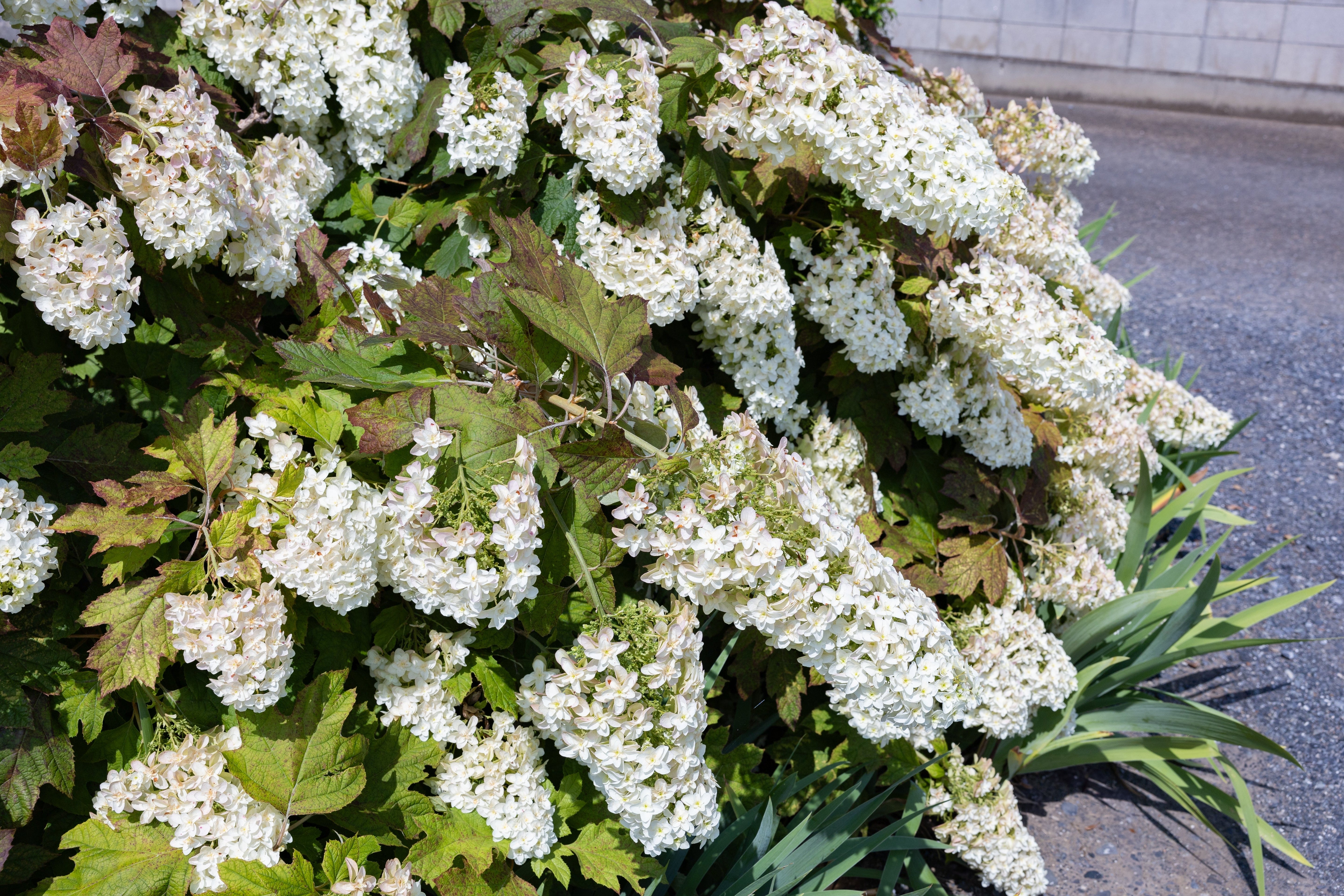 40 White OAK LEAF HYDRANGEA Quercifolia Shrub Flower Seeds