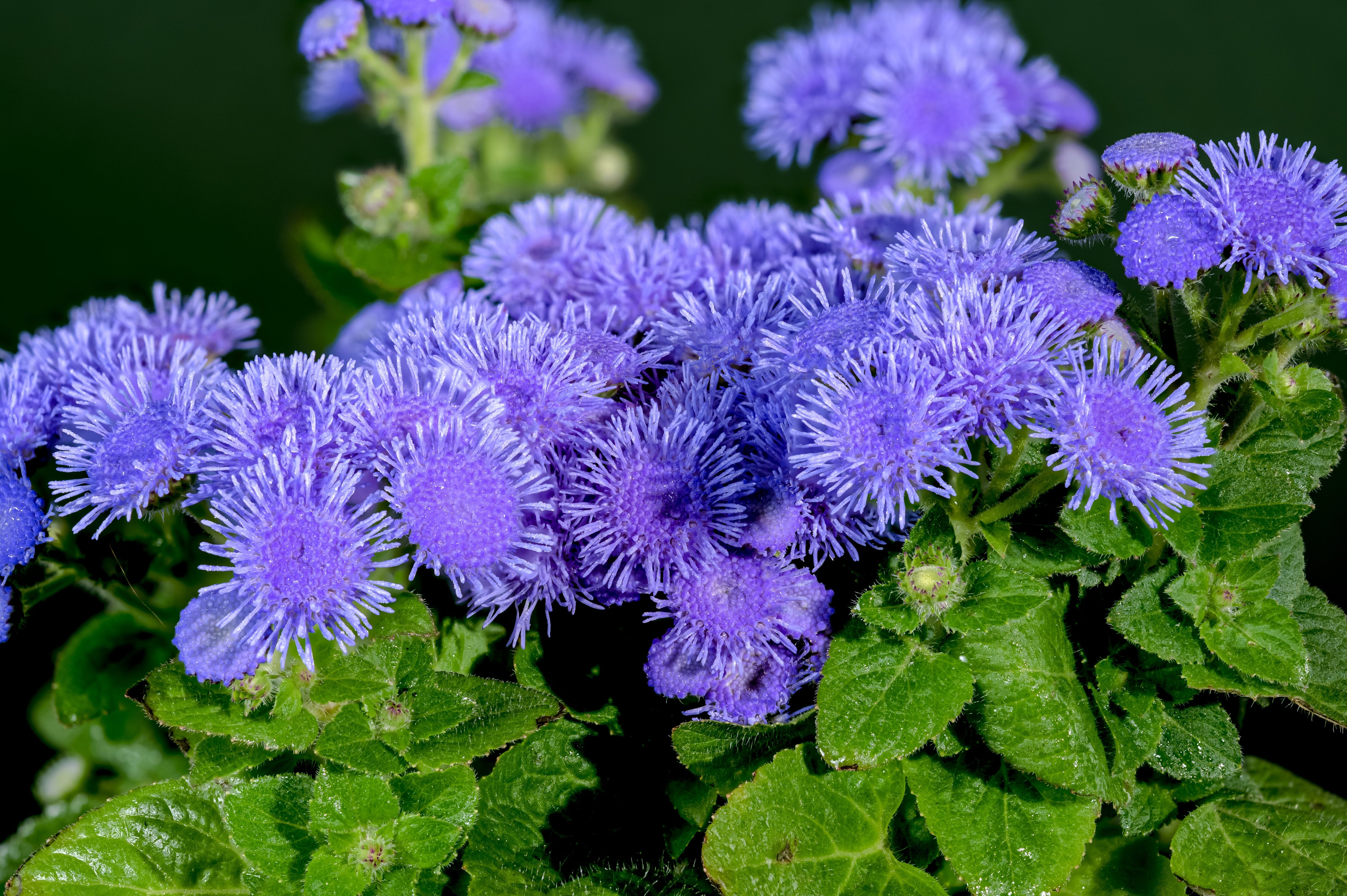 100 Dwarf BLUE MINK AGERATUM Houstonianum Fuzzy Double West Indies Flower Seeds