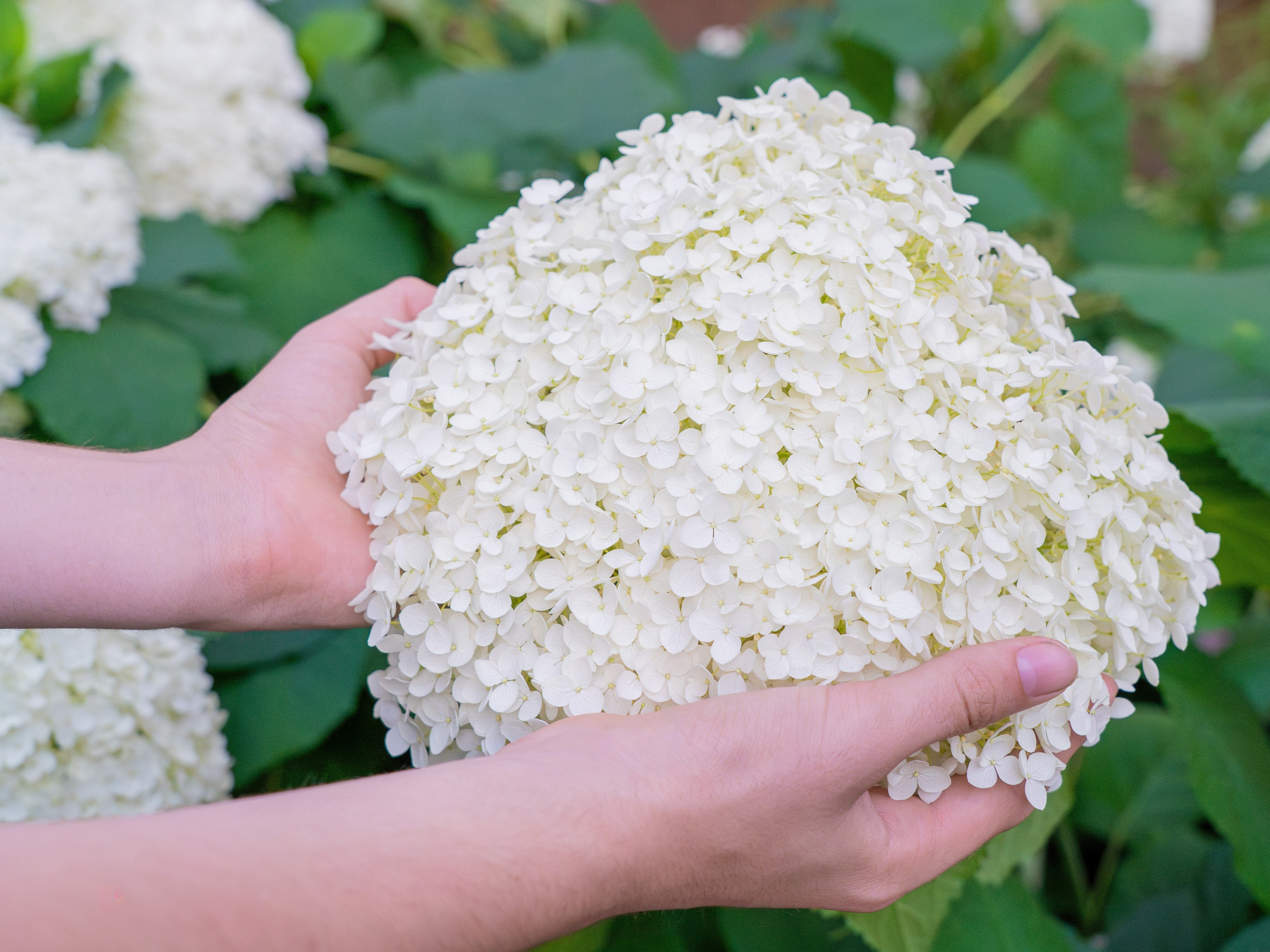 50 PEE GEE HYDRANGEA Paniculata Peegee Panicle White Pink Flower Shrub Seeds