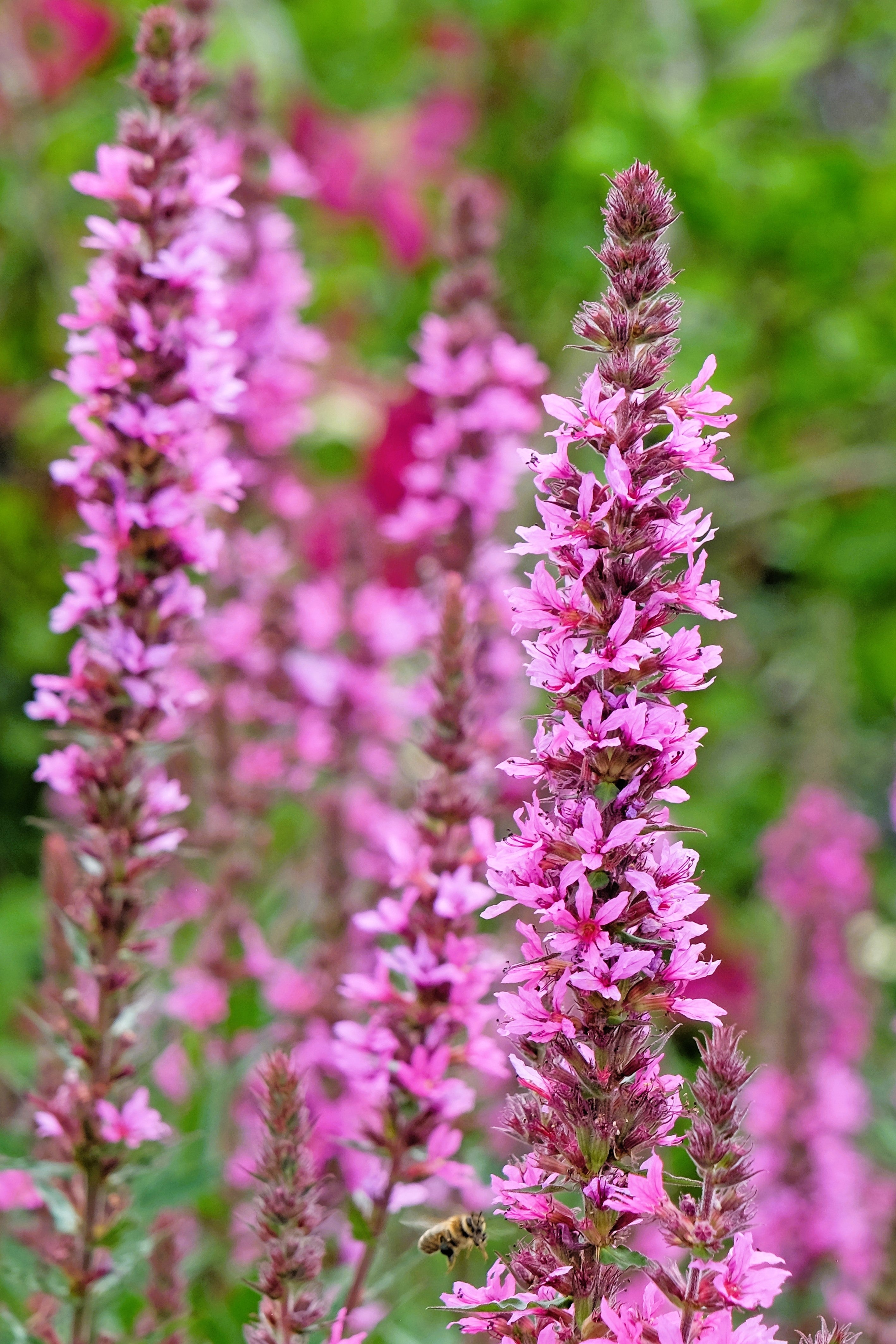 1000 PINK WINGED LOOSESTRIFE Lythrum Alatum Flower Seeds