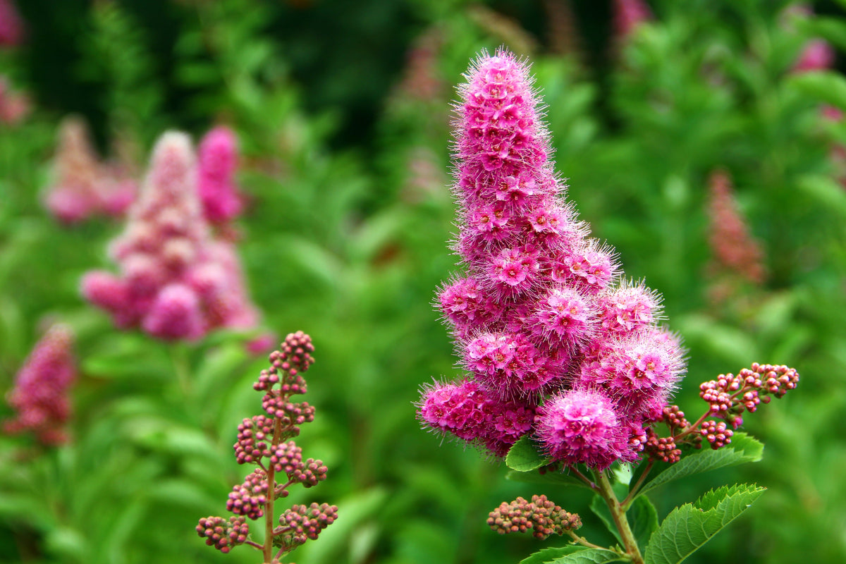 50 ROSE DOUGLAS SPIREA Pink Hardhack Steeple Bush Spiraea Douglasii Flower Shrub Seeds