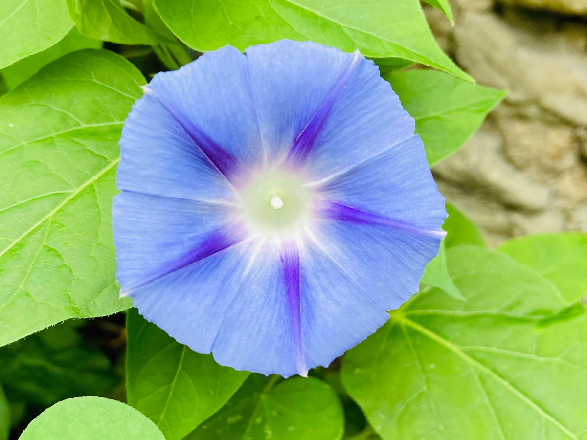 75 Blue STAR MORNING GLORY Ipomoea Tricolor Flower Vine Seeds