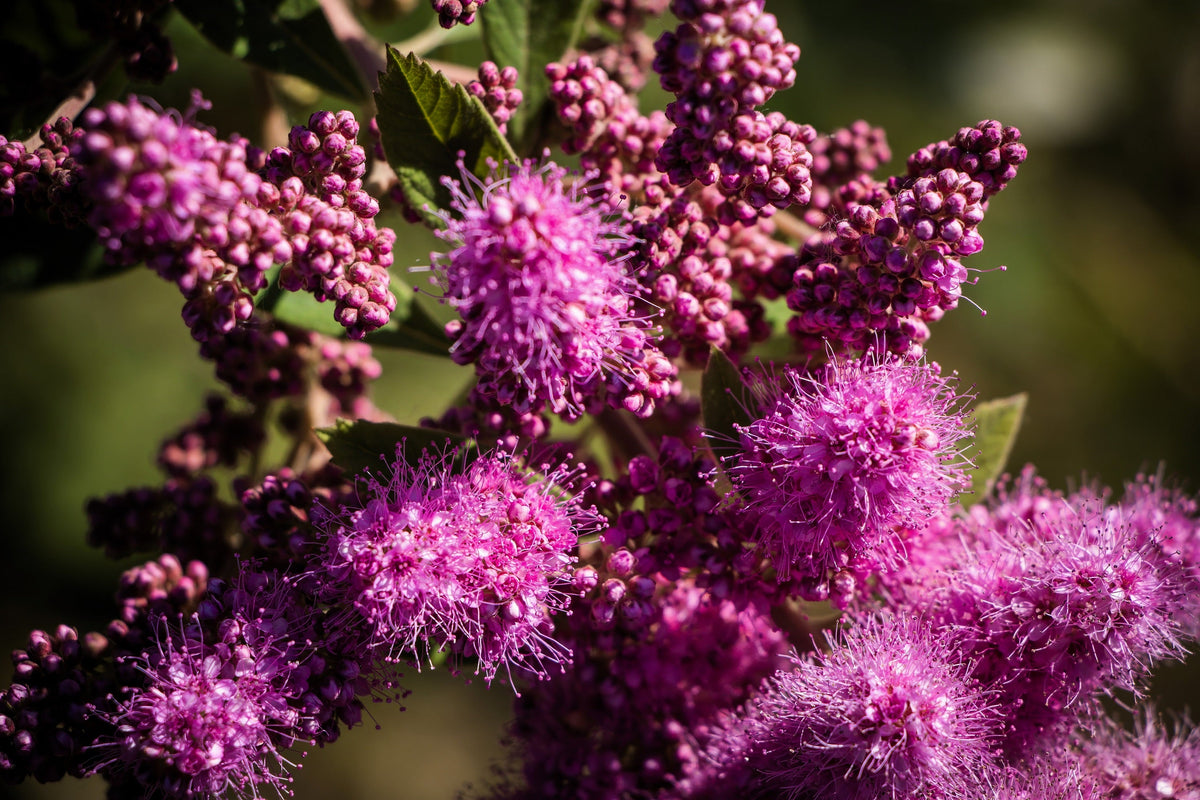 50 ROSE DOUGLAS SPIREA Pink Hardhack Steeple Bush Spiraea Douglasii Flower Shrub Seeds