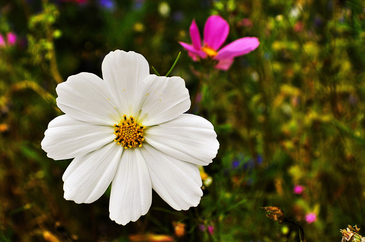 350 PURITY WHITE COSMOS Cosmos Bipinnatus Flower Seeds