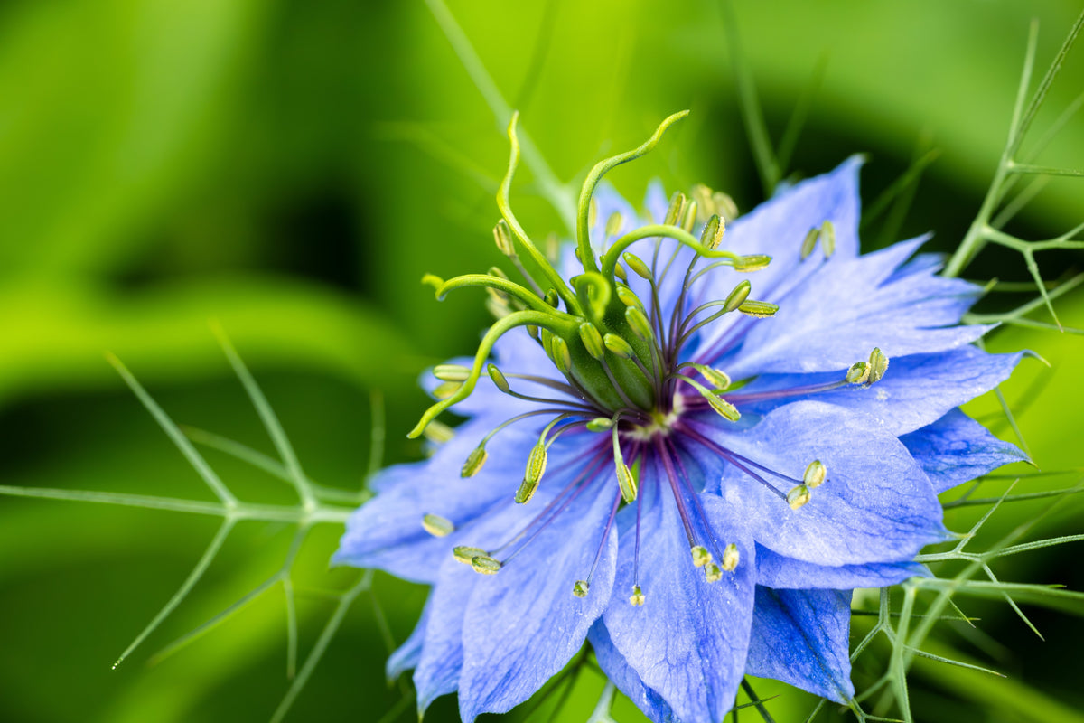 500 LOVE In A MIST PERSIAN Jewels Mixed Colors (Fennel Flower) Nigella Damascena Flower Seeds