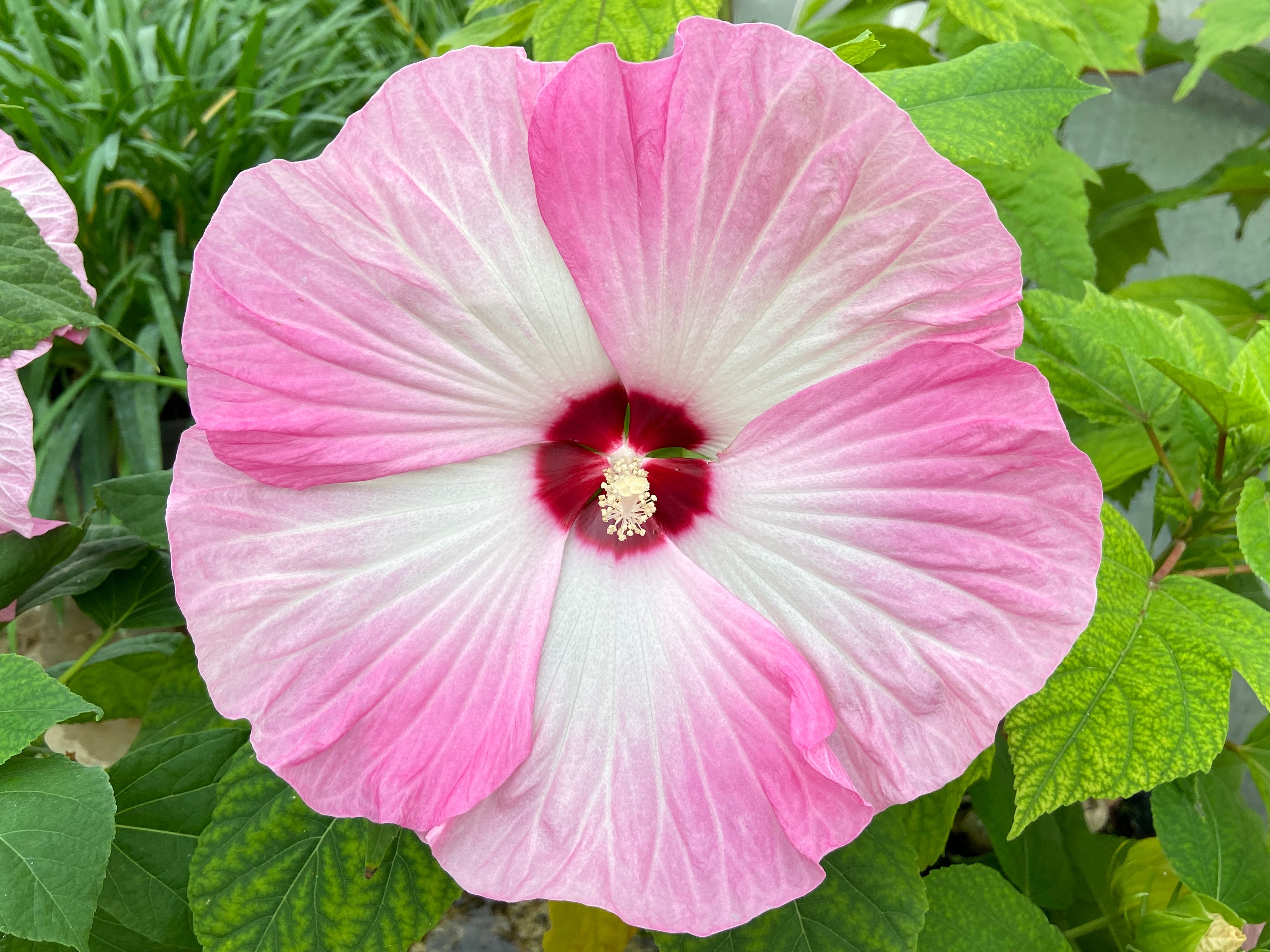 10 Luna PINK SWIRL Hardy HIBISCUS Moscheutos Flower Seeds
