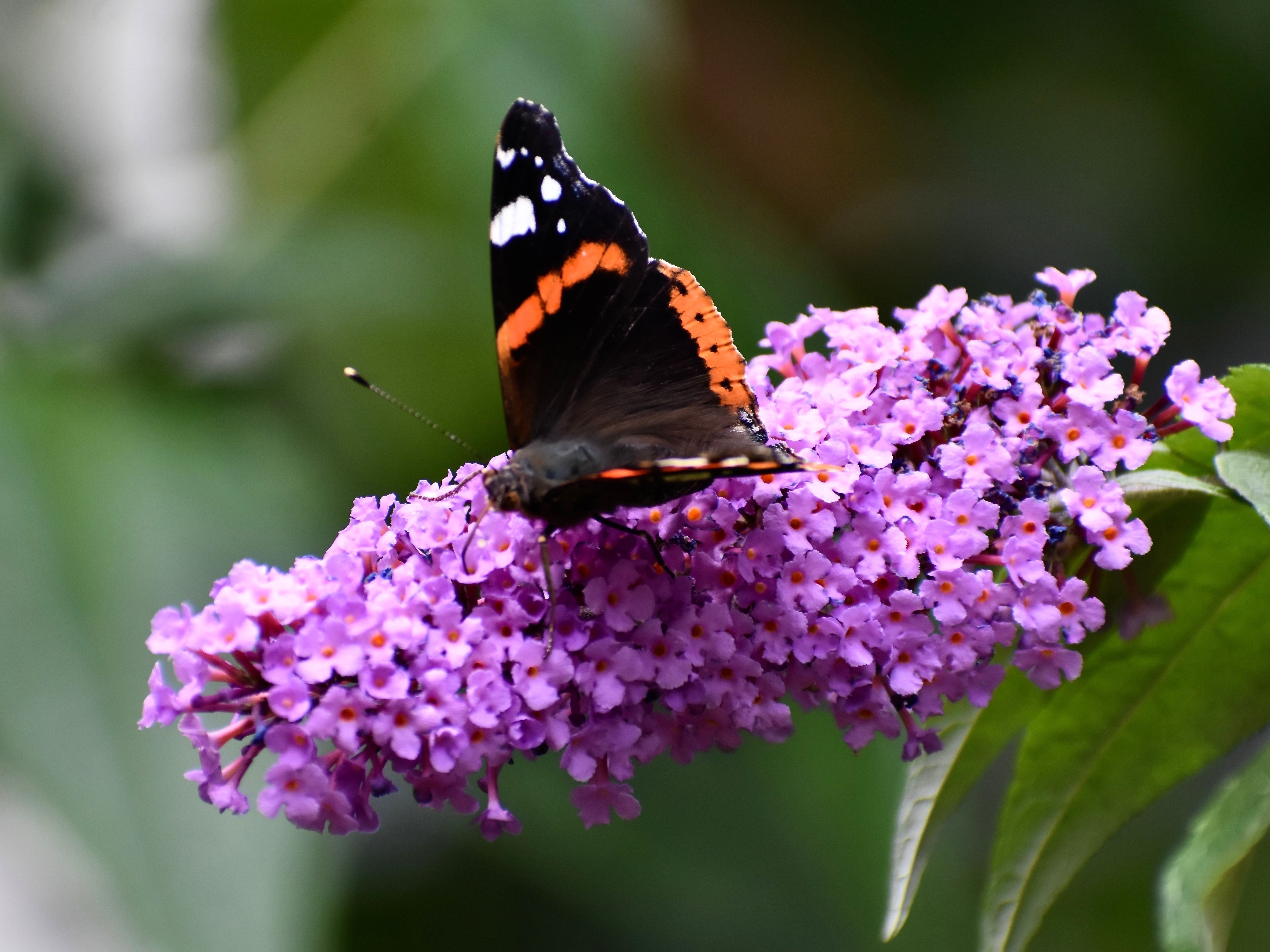 50 VIOLET BUTTERFLY BUSH Buddleja Davidii Purple Flower Seeds