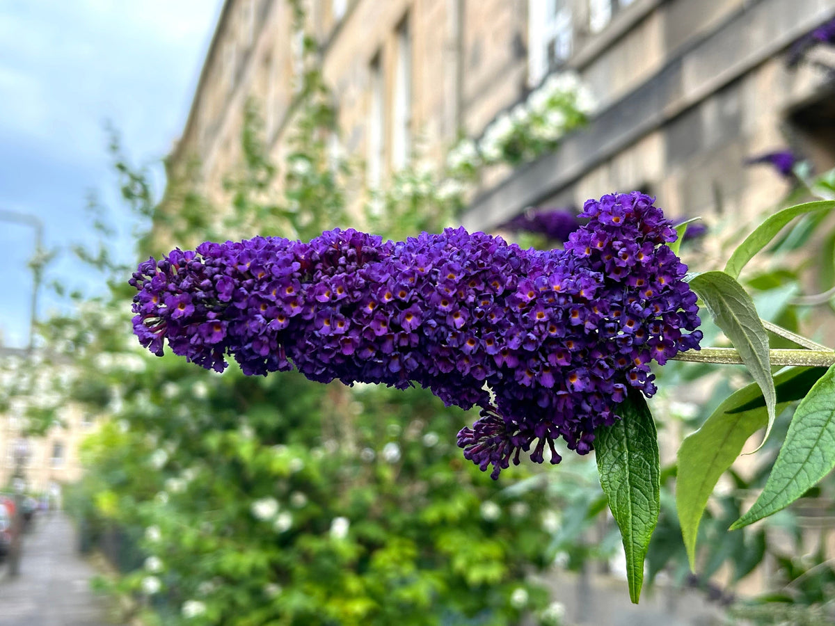 50 Dark PURPLE BUTTERFLY BUSH Buddleja Davidii Hummingbird Shrub Fragrant Flower Seeds